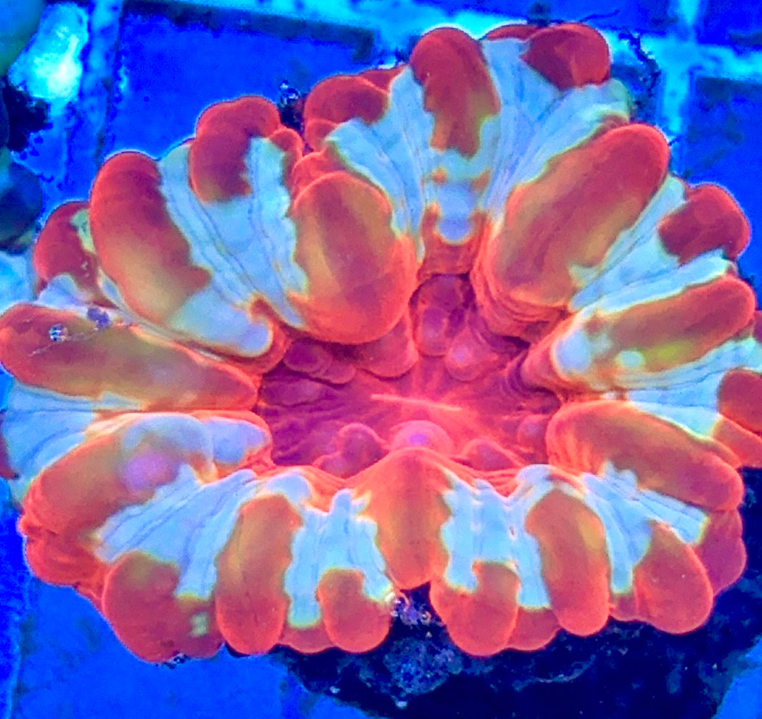 Ultra Red and White Cynarina URWC081701 WYSIWYG
