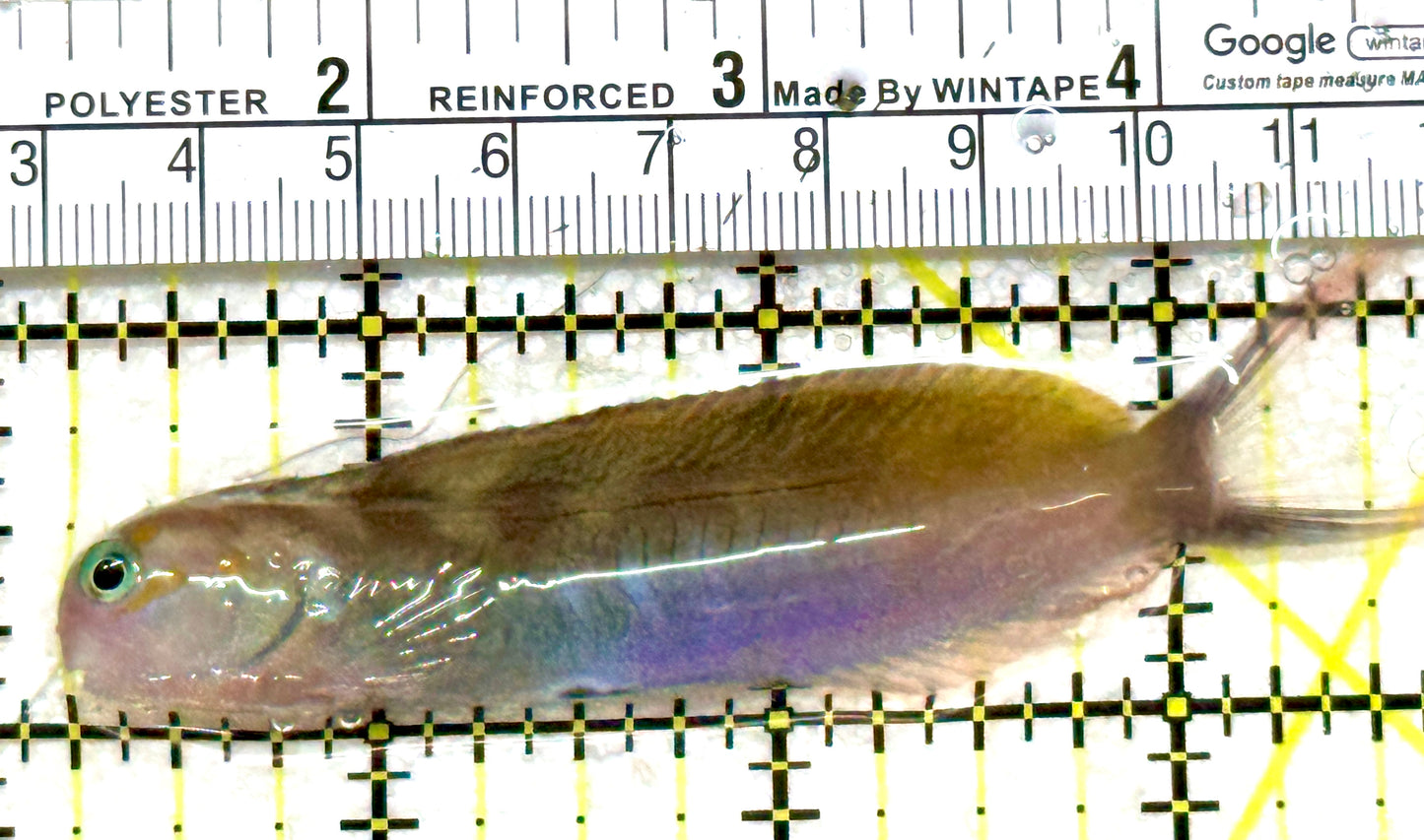 Golden Midas Blenny Africa GMBA080101 WYSIWYG Size: XXL 3.5" approx