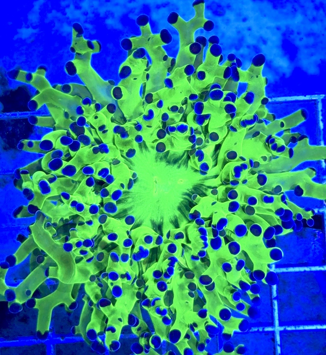 Frogspawn (Aquacultured) FS081701 WYSIWYG