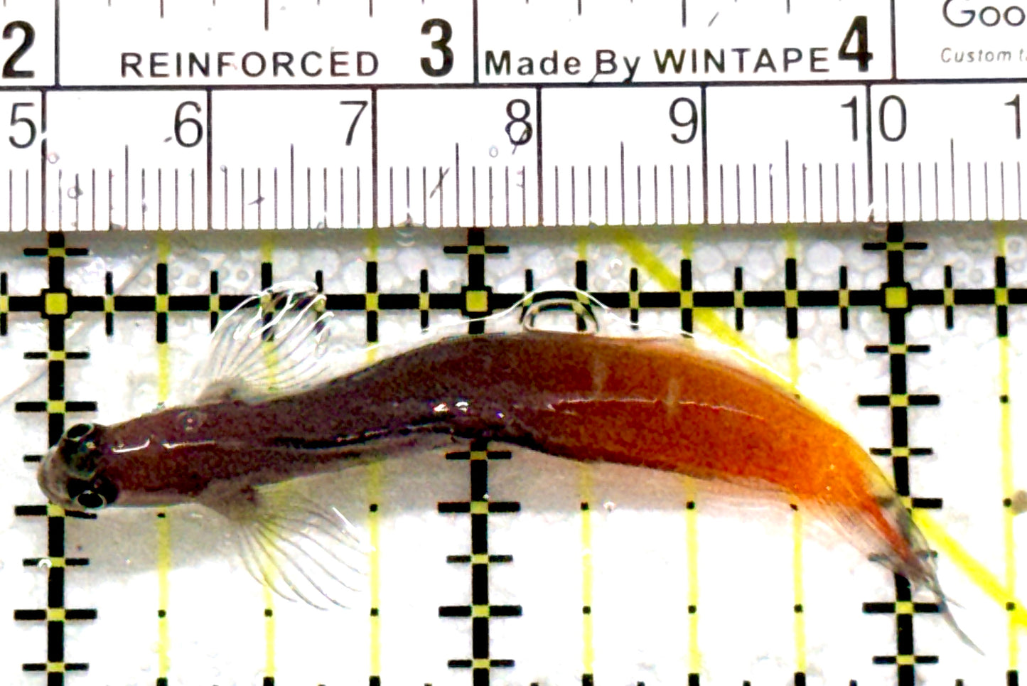 Bicolor Blenny BB080101 WYSIWYG Size: XXL/SHOW 2.25" approx