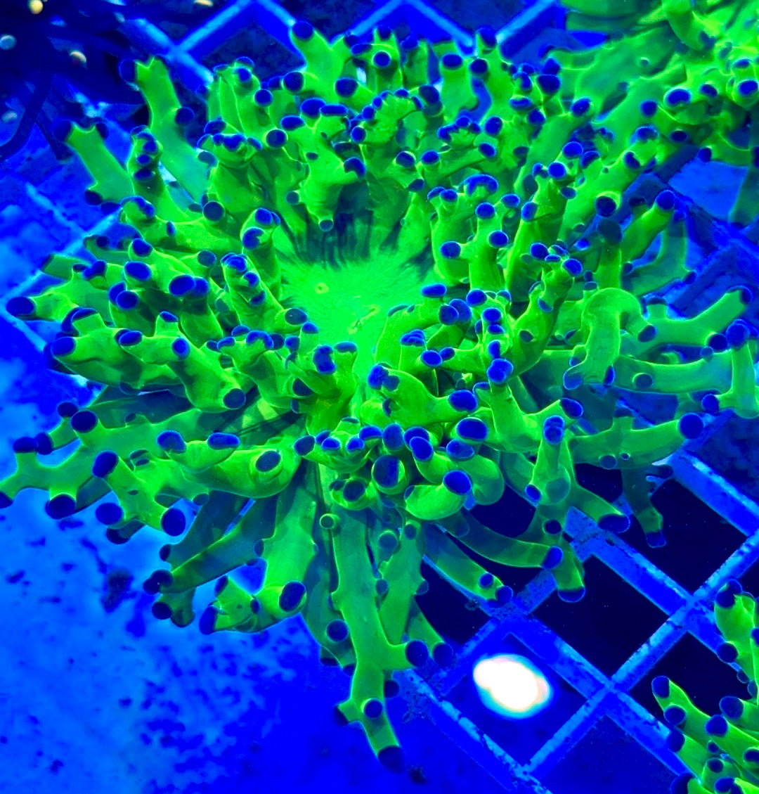 Frogspawn (Aquacultured) FS081701 WYSIWYG