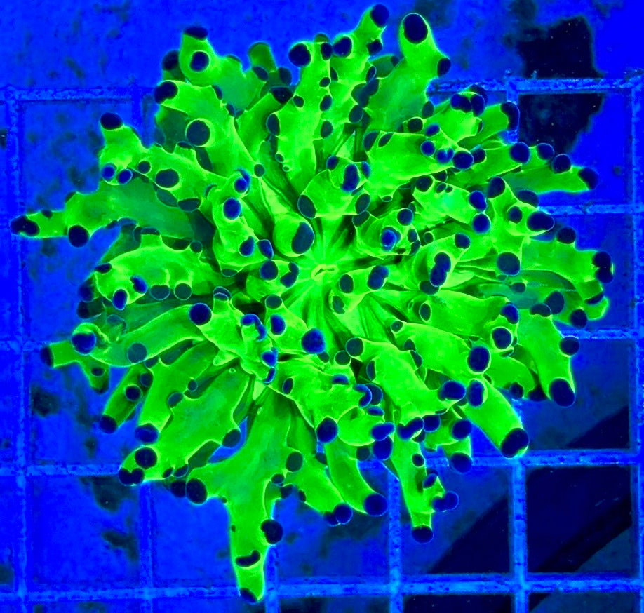Frogspawn (Aquacultured) FS081702 WYSIWYG