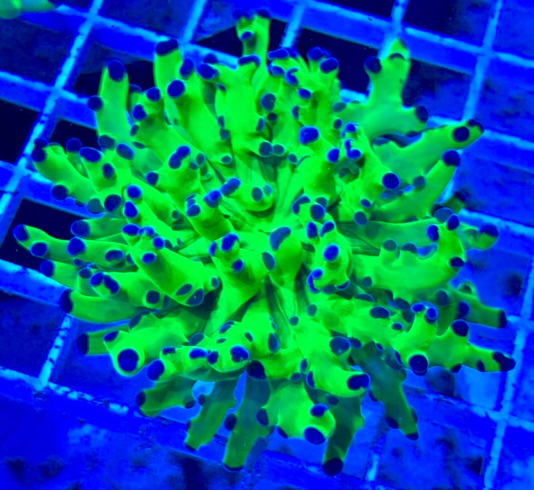 Frogspawn (Aquacultured) FS081702 WYSIWYG