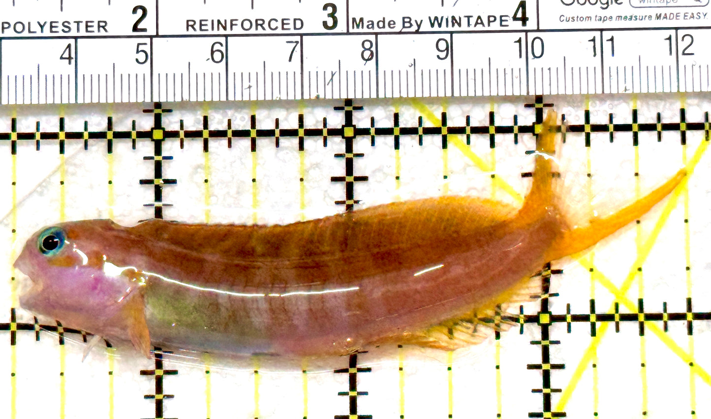 Golden Midas Blenny Africa GMBA080103 WYSIWYG Size: XXL 3.75" approx