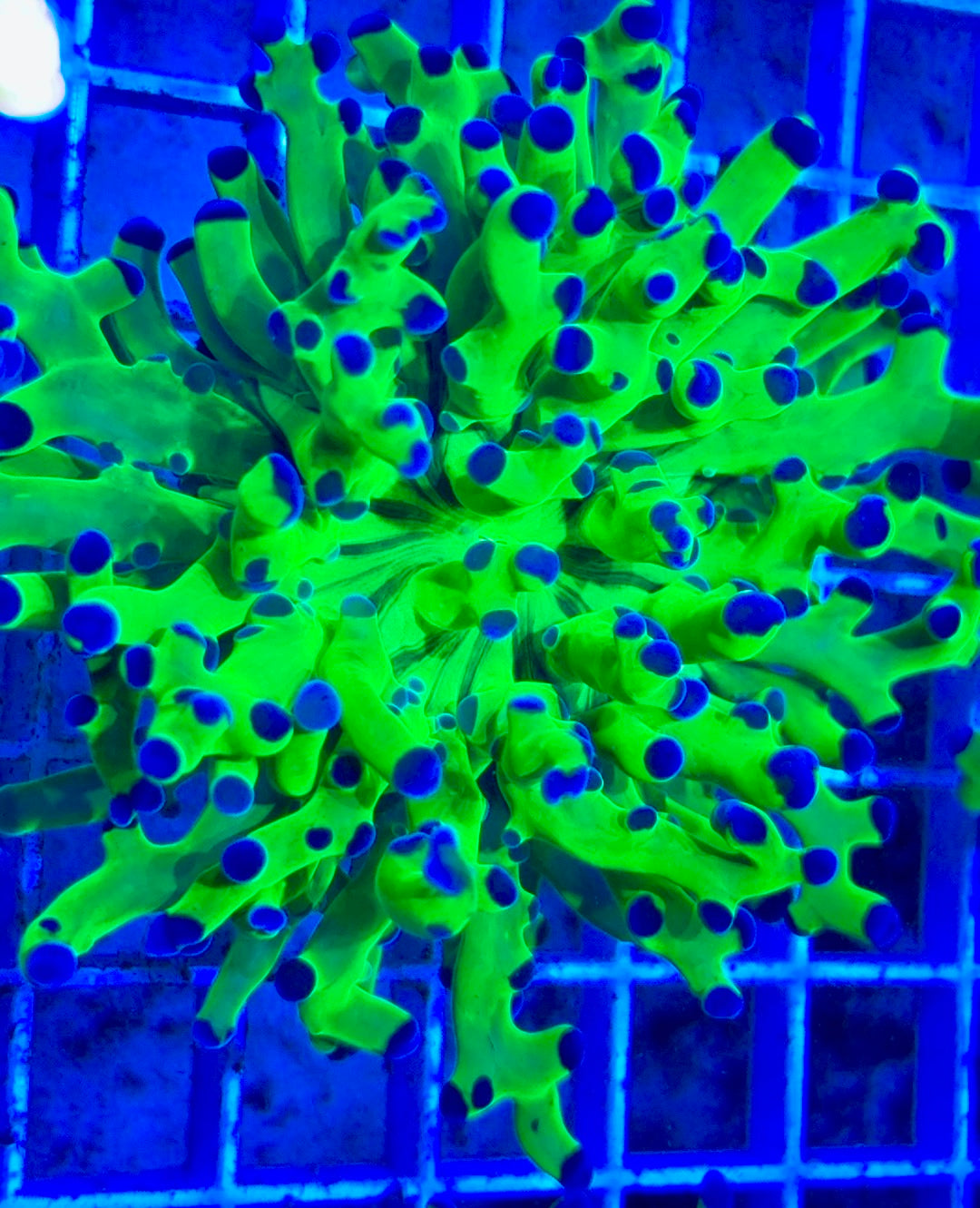 Frogspawn (Aquacultured) FS081703 WYSIWYG