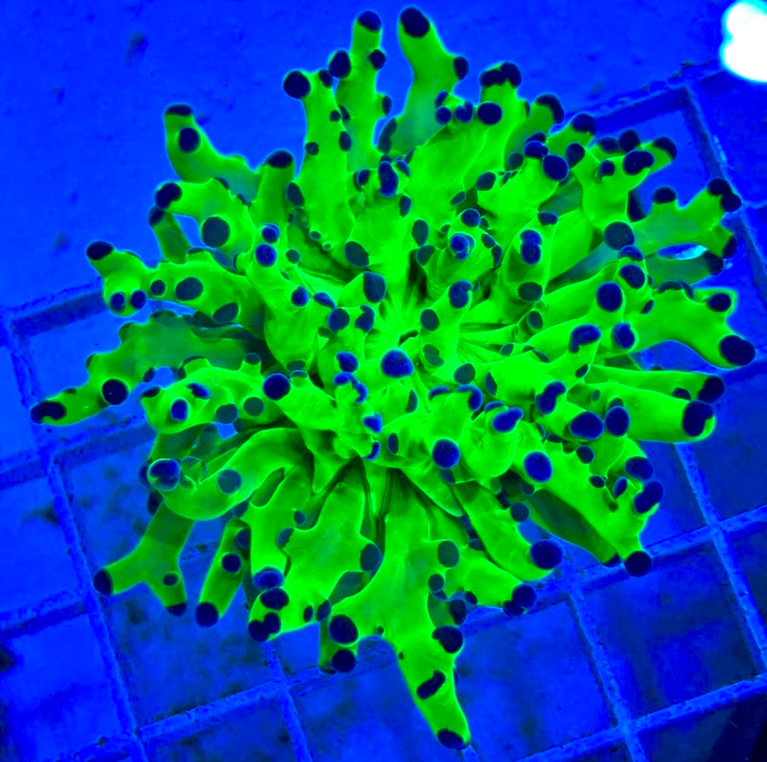 Frogspawn (Aquacultured) FS081705 WYSIWYG