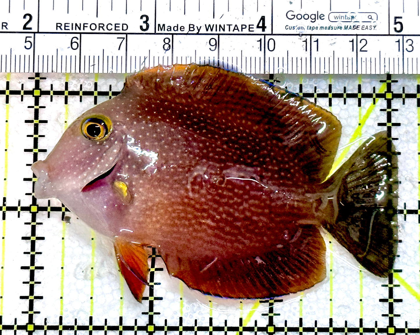 Yellow Eye Kole Tang (Spotted Maldives Special Grade) YEKT080101 WYSIWYG Size: M 3"