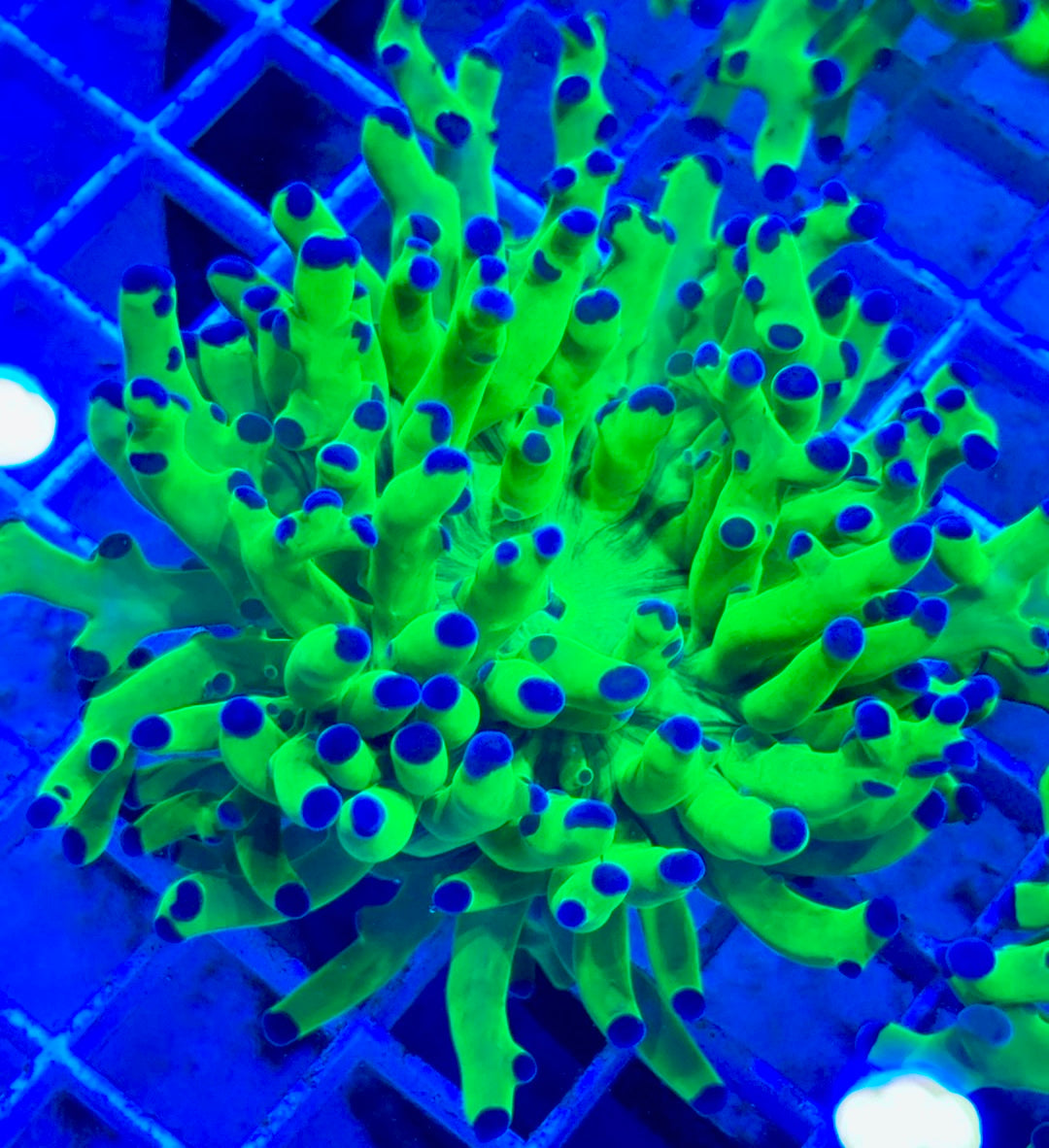 Frogspawn (Aquacultured) FS081706 WYSIWYG