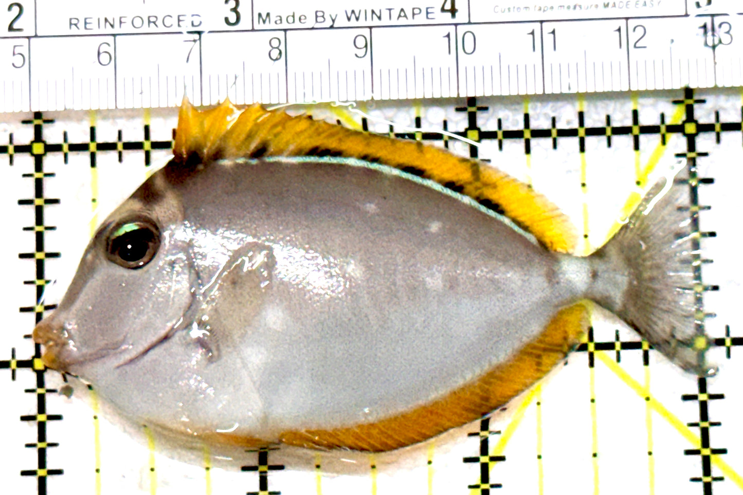 Blonde Naso Tang (Maldives Special Grade) BNT080103 WYSIWYG Size: S 3" approx