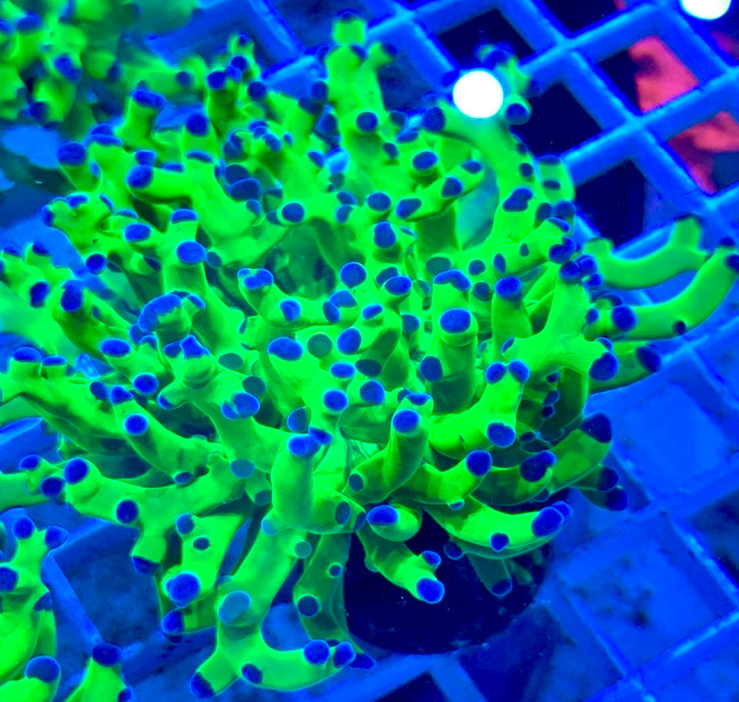 Frogspawn (Aquacultured) FS081707 WYSIWYG