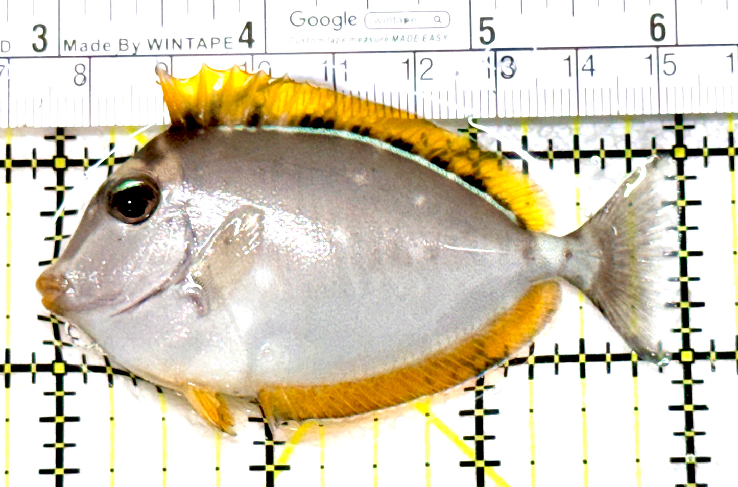 Blonde Naso Tang (Maldives Special Grade) BNT080104 WYSIWYG Size: S 4" approx (Copy)