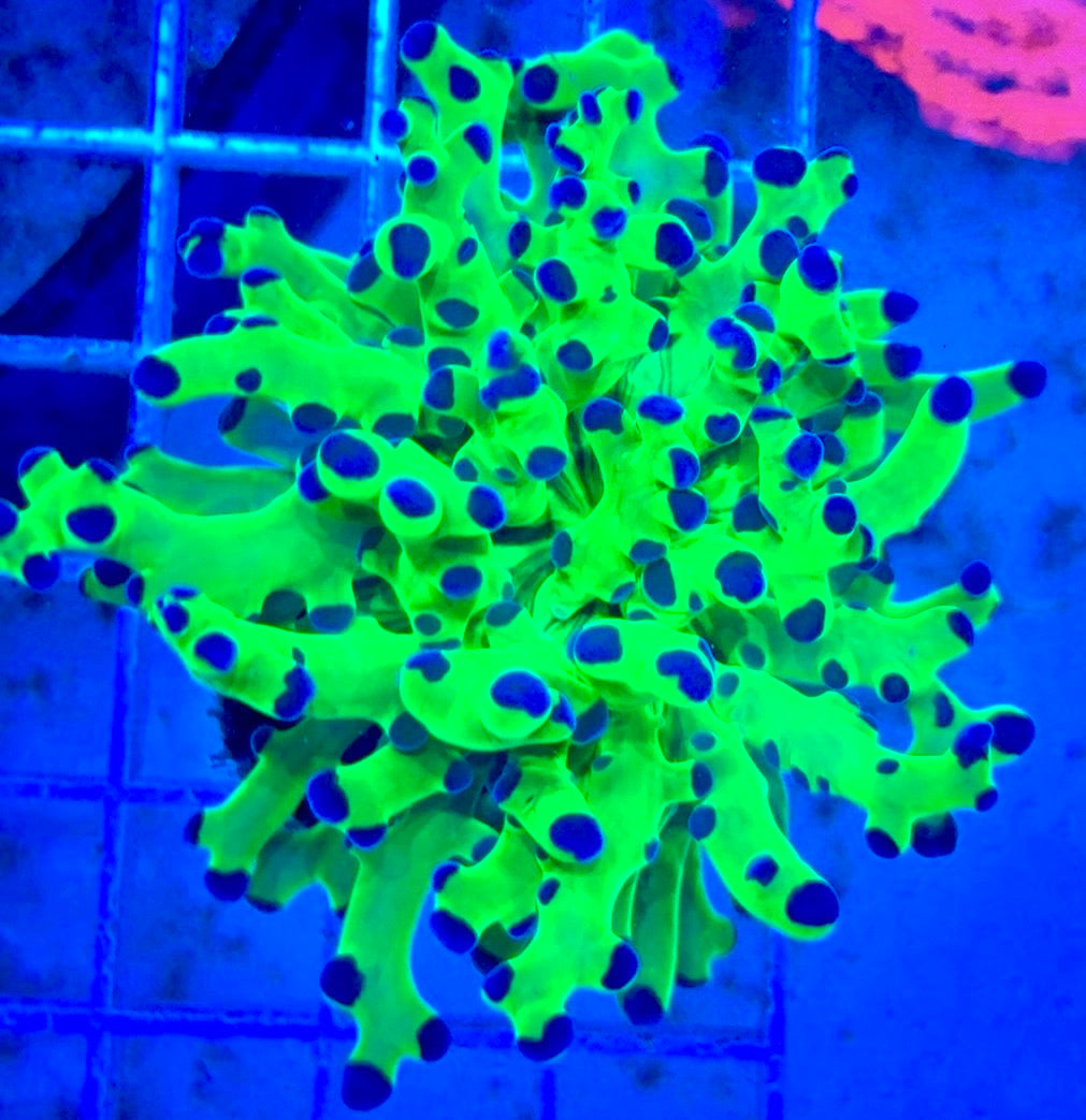 Frogspawn (Aquacultured) FS081708 WYSIWYG