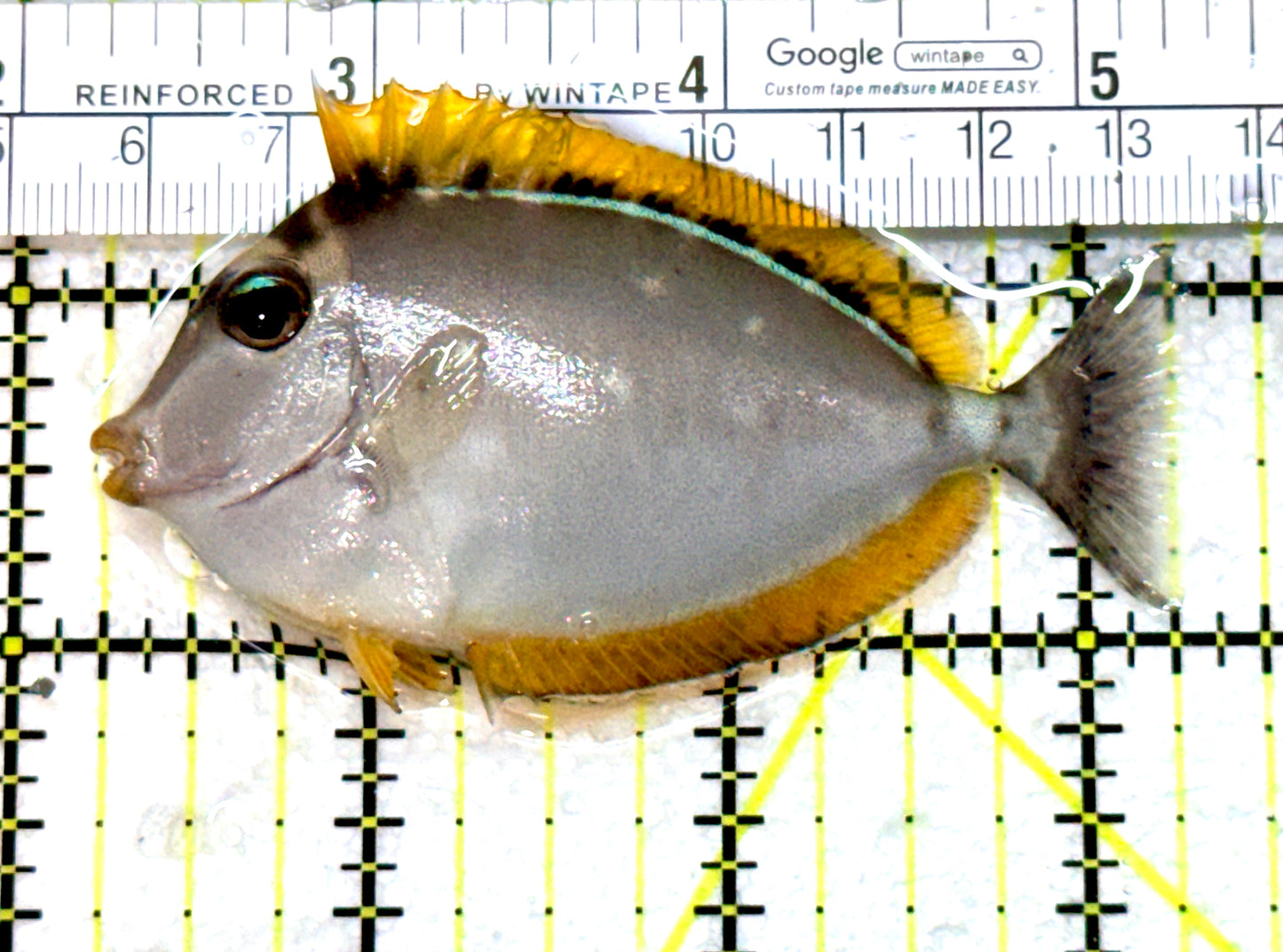 Blonde Naso Tang (Maldives Special Grade) BNT080101 WYSIWYG Size: S 3" approx