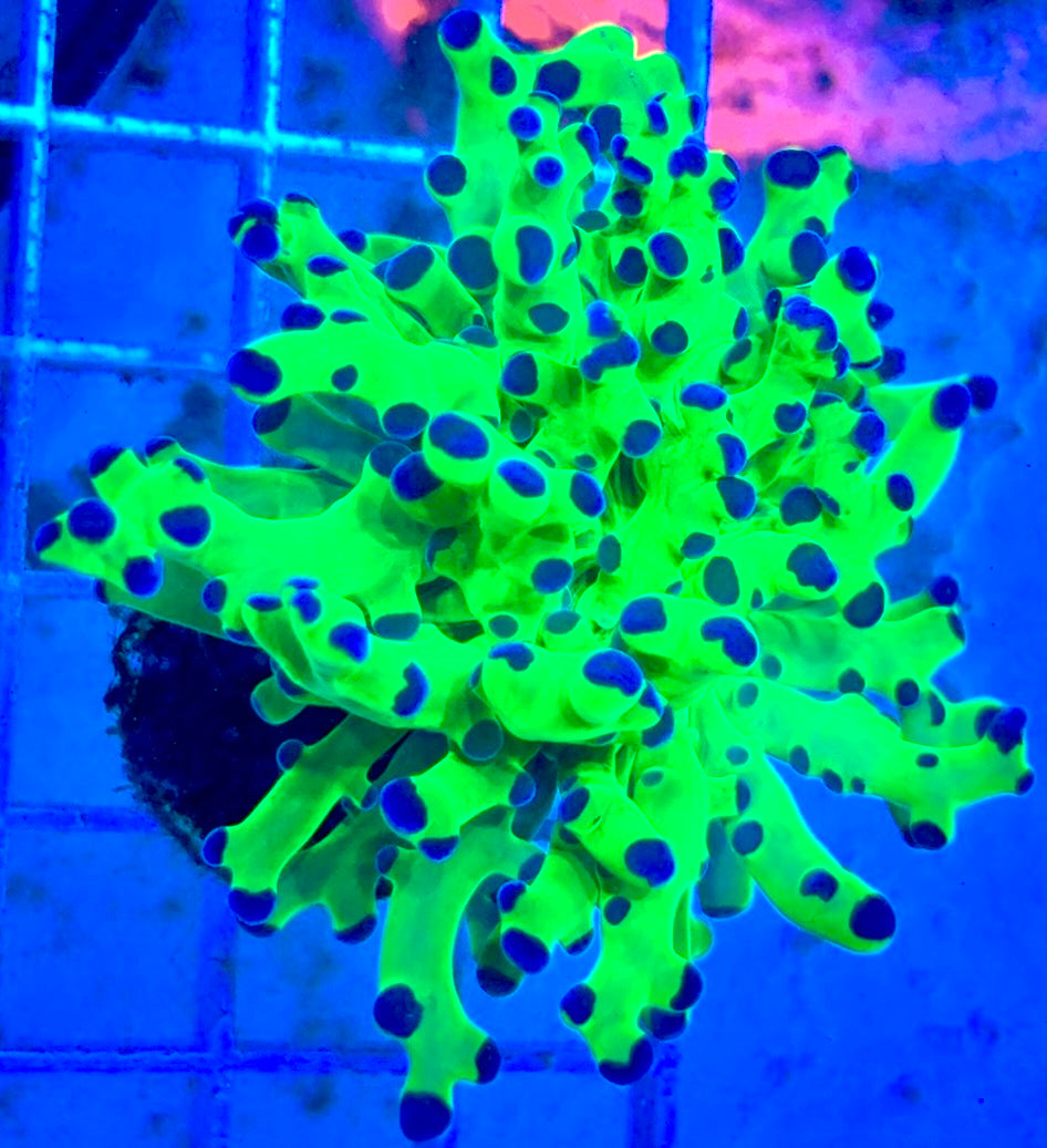 Frogspawn (Aquacultured) FS081708 WYSIWYG