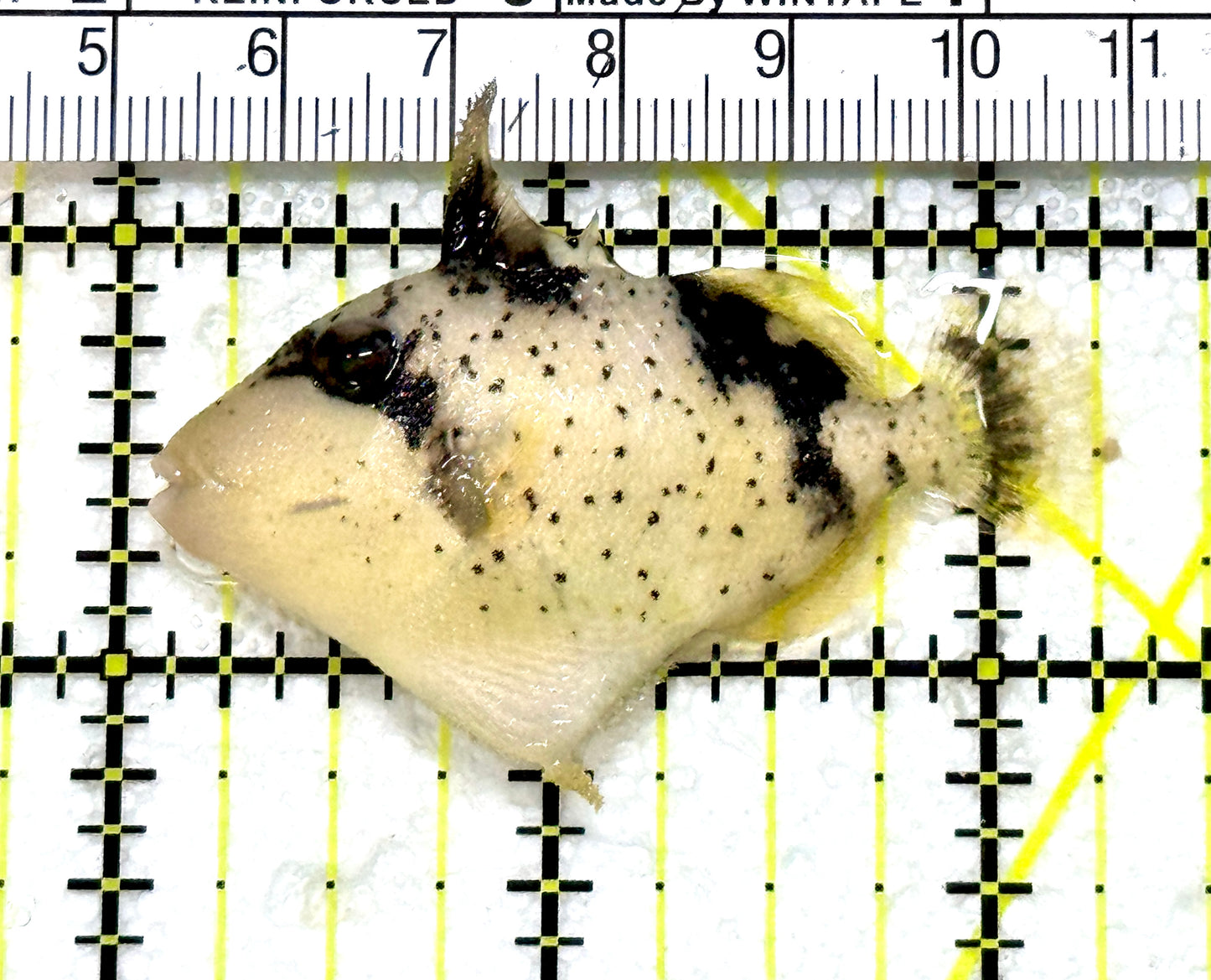 Titan Triggerfish TT080103 WYSIWYG Size: M 2.25" approx