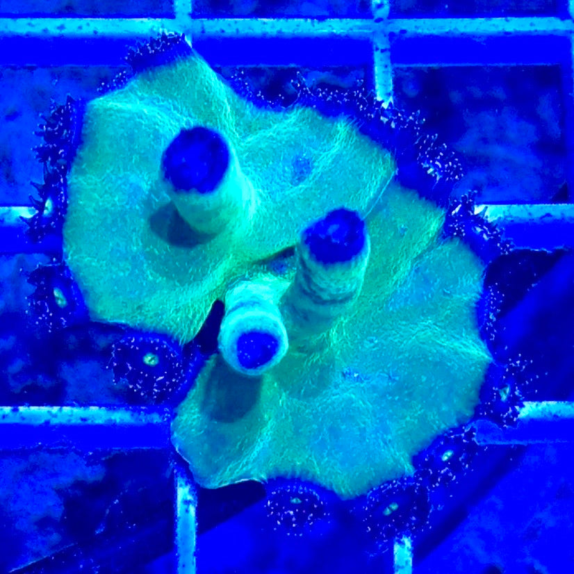 Green Heron Tubinaria Size: M 0.75" to 1" Frag - Violet Aquarium