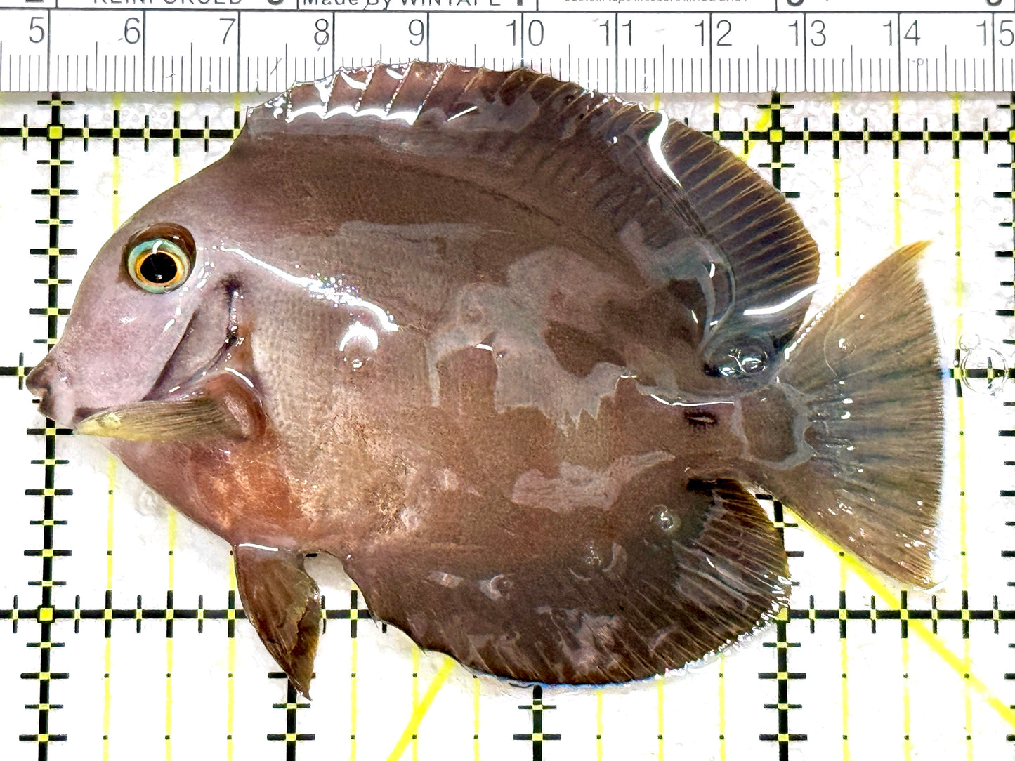 Chocolate Tang (Yellow Mimic when Juvenile) CT080101 WYSIWG Size: M 3.75" approx