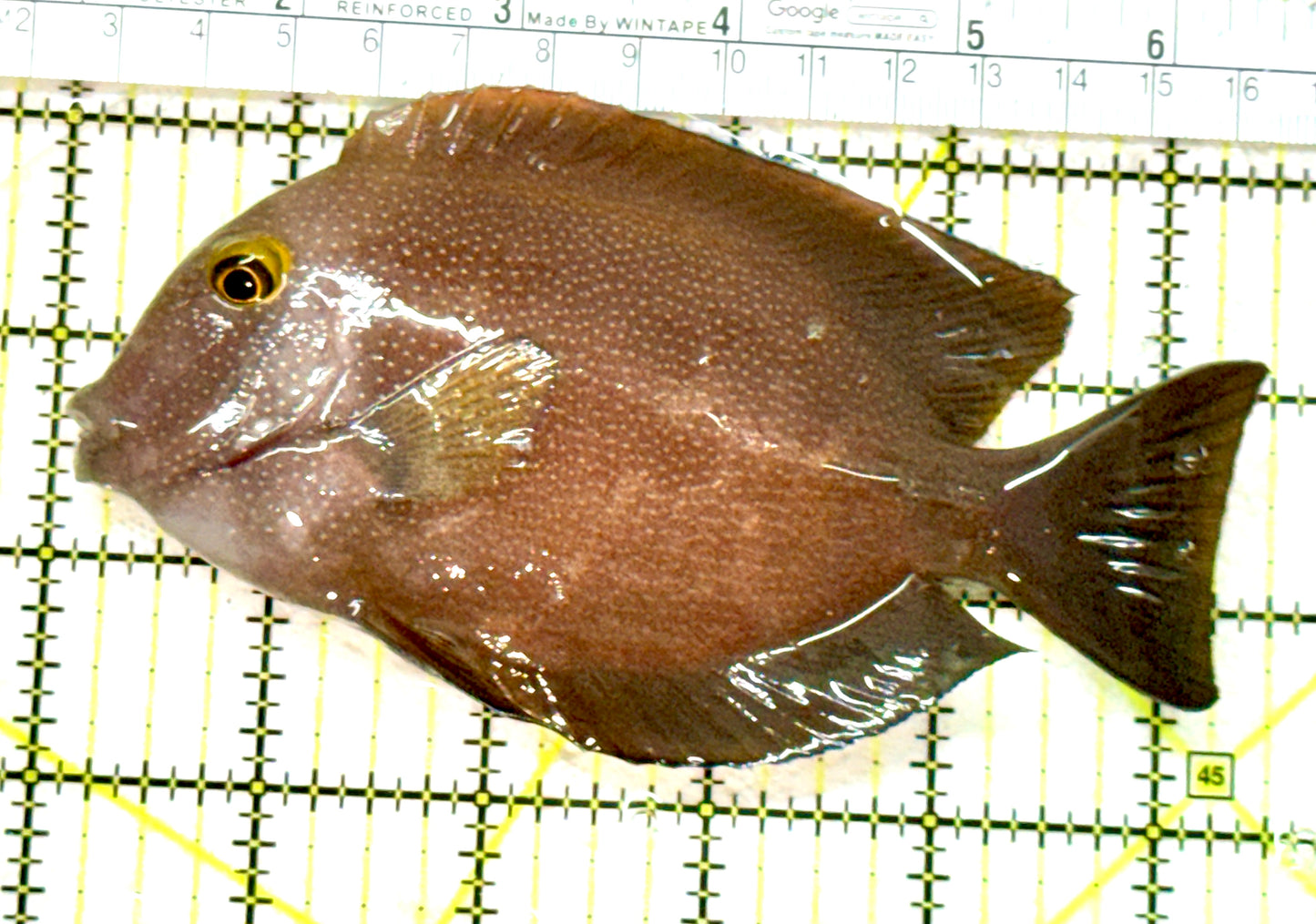 Yellow Eye Kole Tang (Spotted Maldives Special Grade) YEKT080101 WYSIWYG Size: XXL SHOW 5.5"approx (Copy)