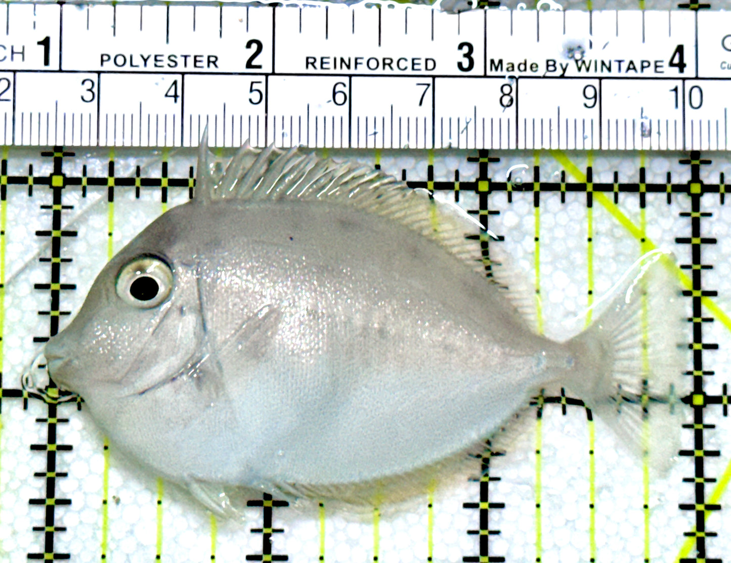 Unicorn Tang UT080101 WYSIWYG Size: S 3" Approx