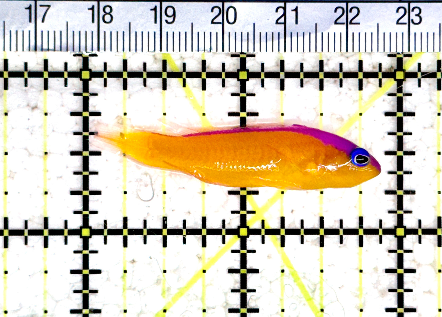 Diadem Dottyback DD080301 WYSIWYG Size: 2" approx
