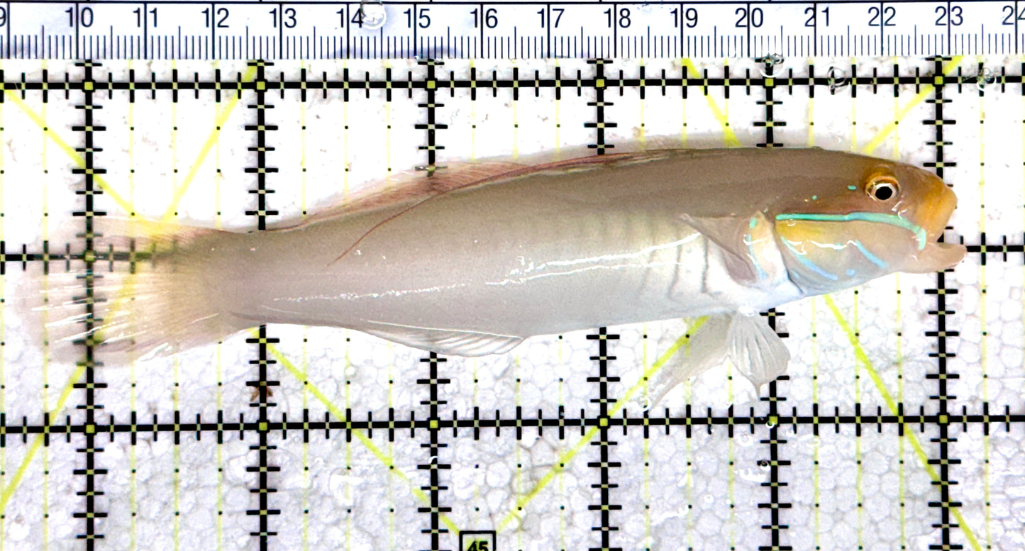Golden Head Sleeper Goby GHSG080302 WYSIWYG Size: XXL 5.25" approx