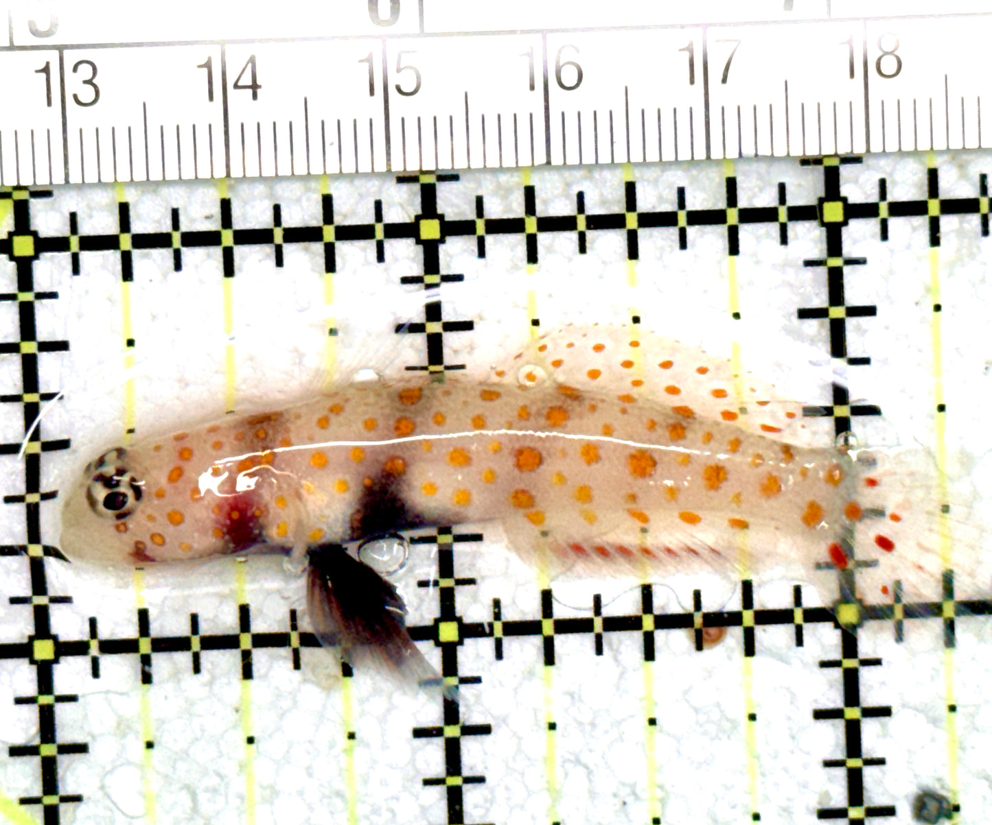 Orange Spotted Goby OSG060701 WYSIWYG Size: L 2.25" approx