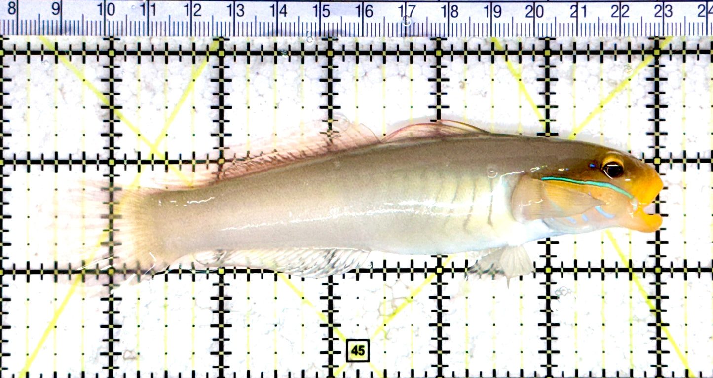 Golden Head Sleeper Goby GHSG080301 WYSIWYG Size: XXL 5.5" approx