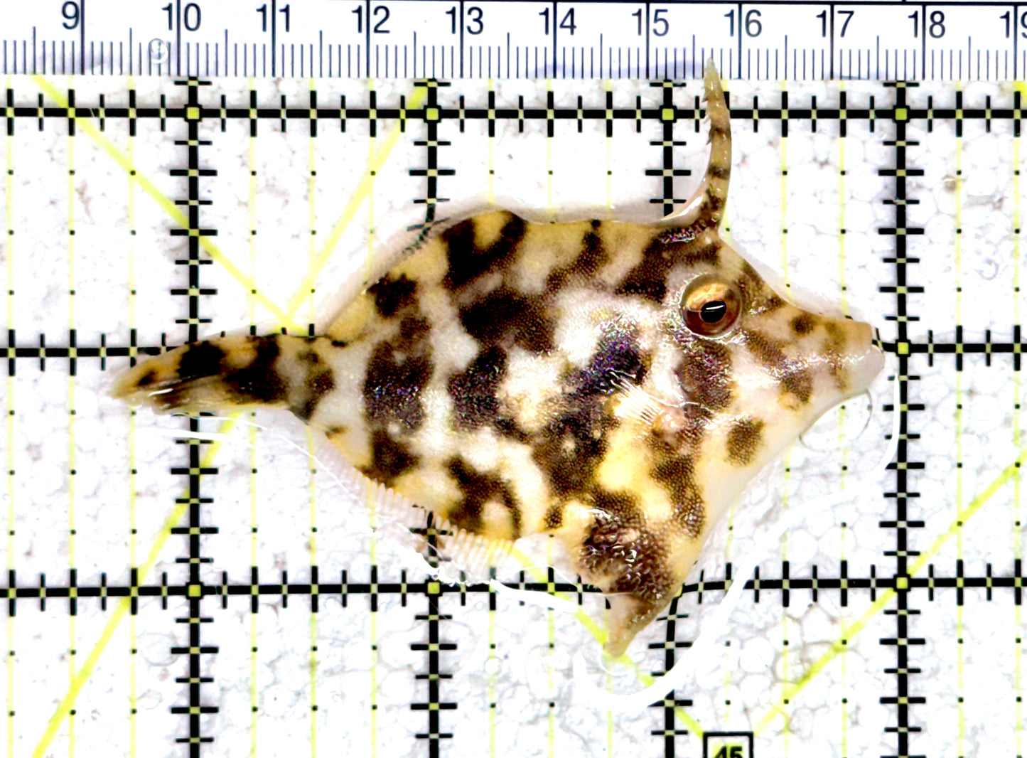 Honeycomb Filefish HF080304 WYSIWYG Size: L 3.25" approx
