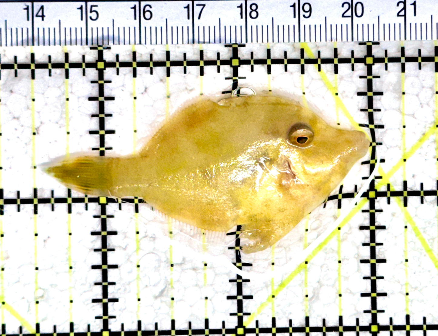 Honeycomb Filefish HF080302 WYSIWYG Size: M 2.5" approx