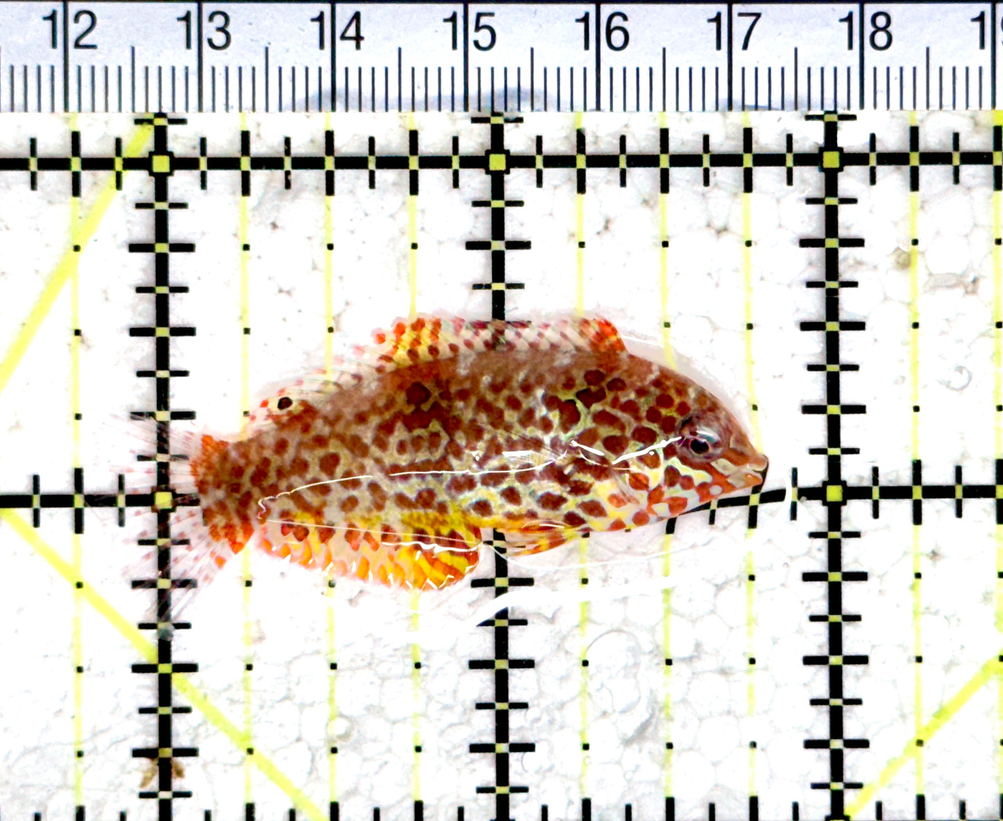 Meleagris Leopard Wrasse MLW080303 WYSIWYG Size: M 2"approx