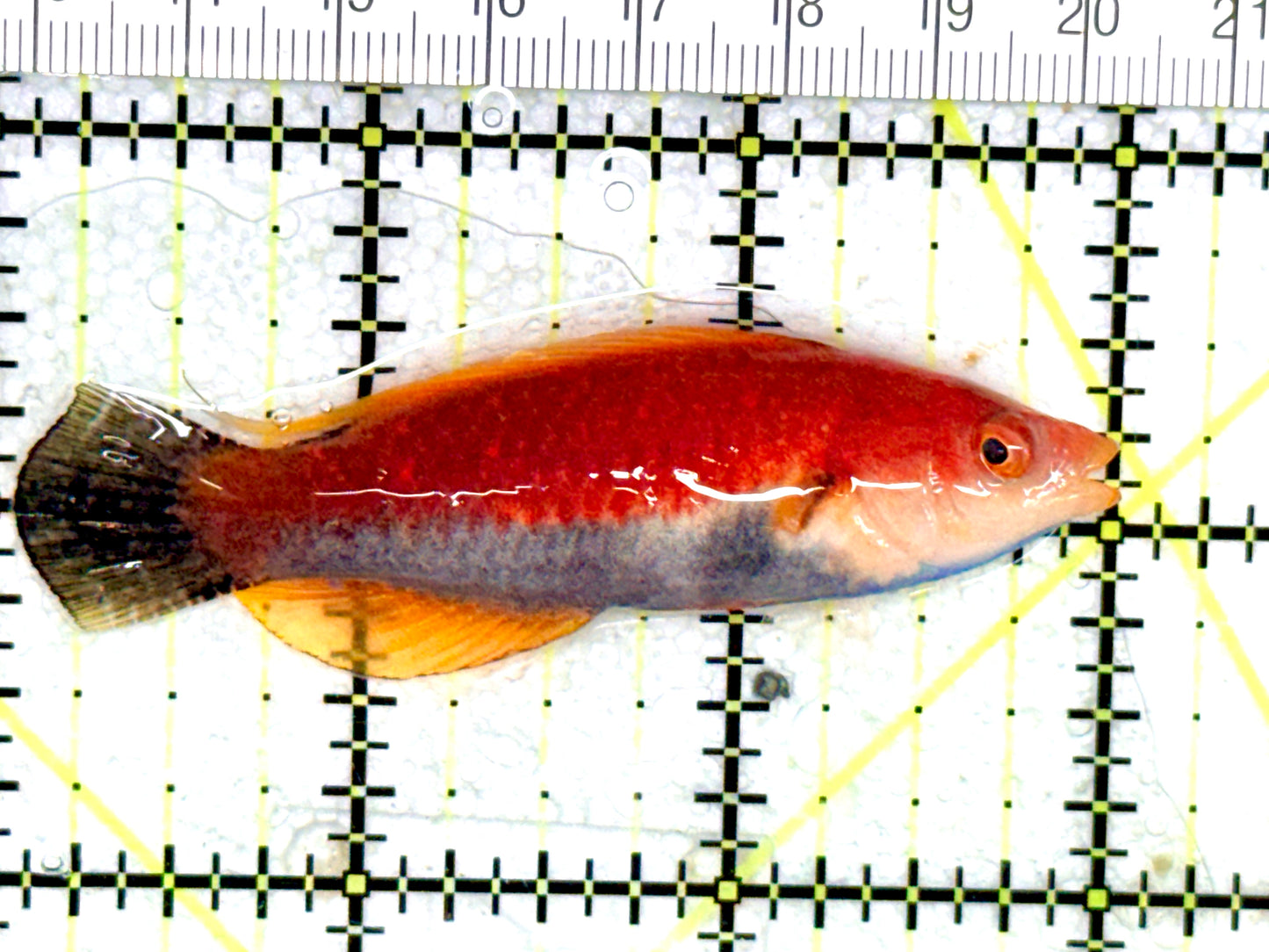 HighFin Fairy Wrasse (Maldives Special Grade) HFW060701 WYSIWYG Size: SHOW 3" approx