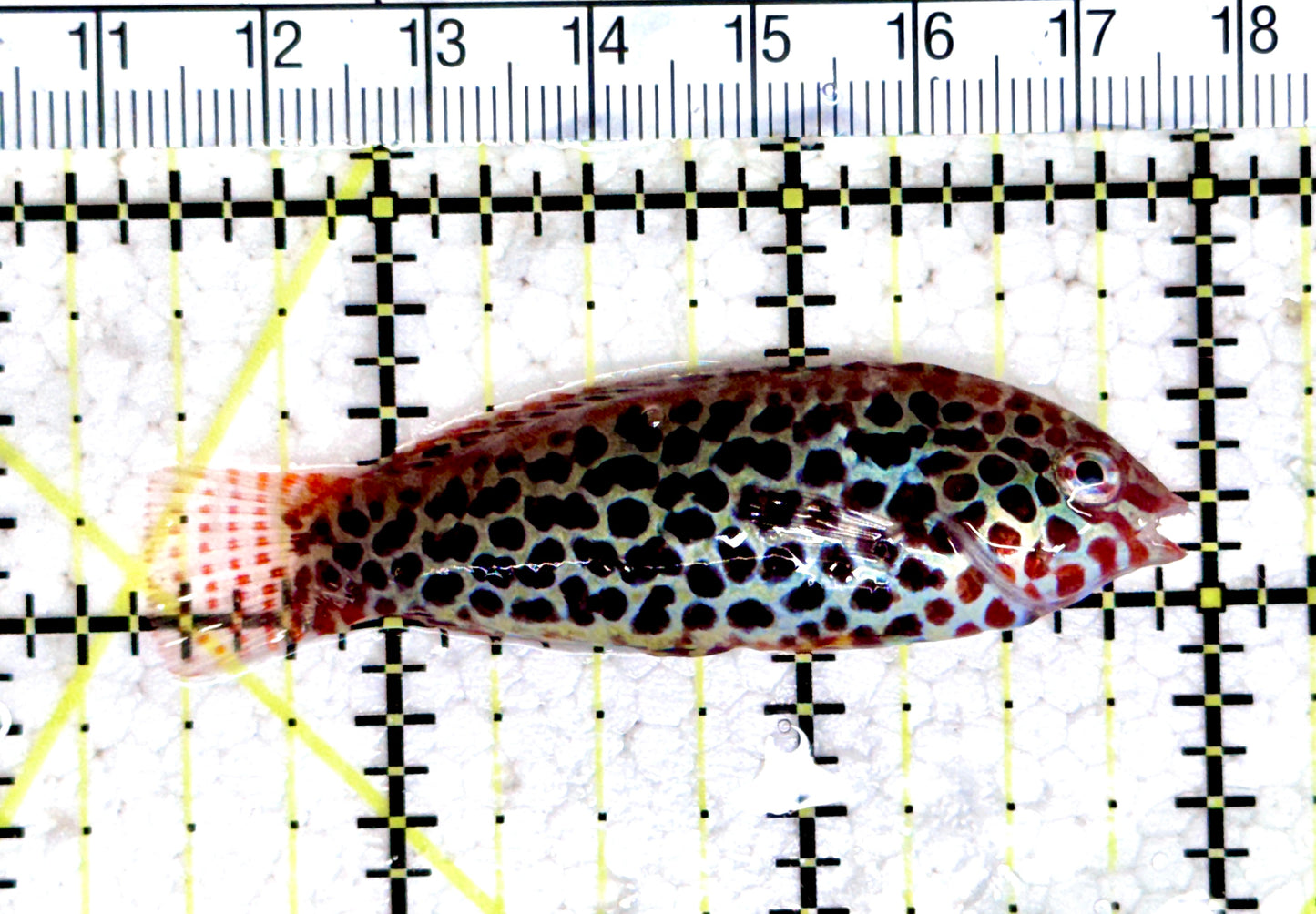 Meleagris Leopard Wrasse MLW080302 WYSIWYG Size: M 2.5"approx