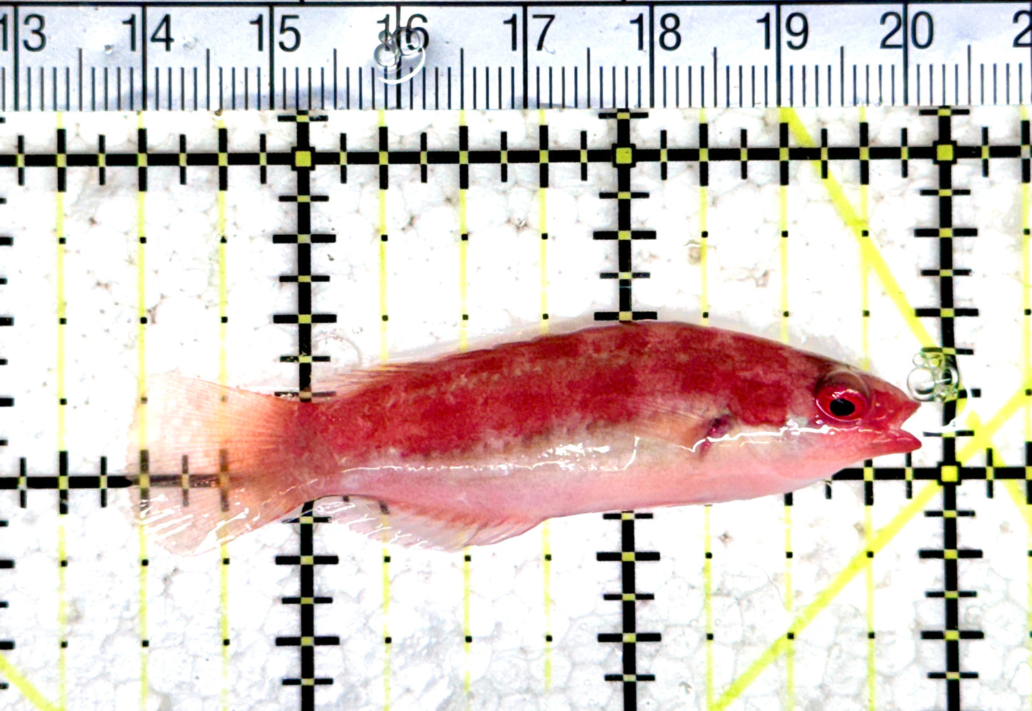 Dotted Fairy Wrasse DFW080303 WYSIWYG Size: L 2.5" approx