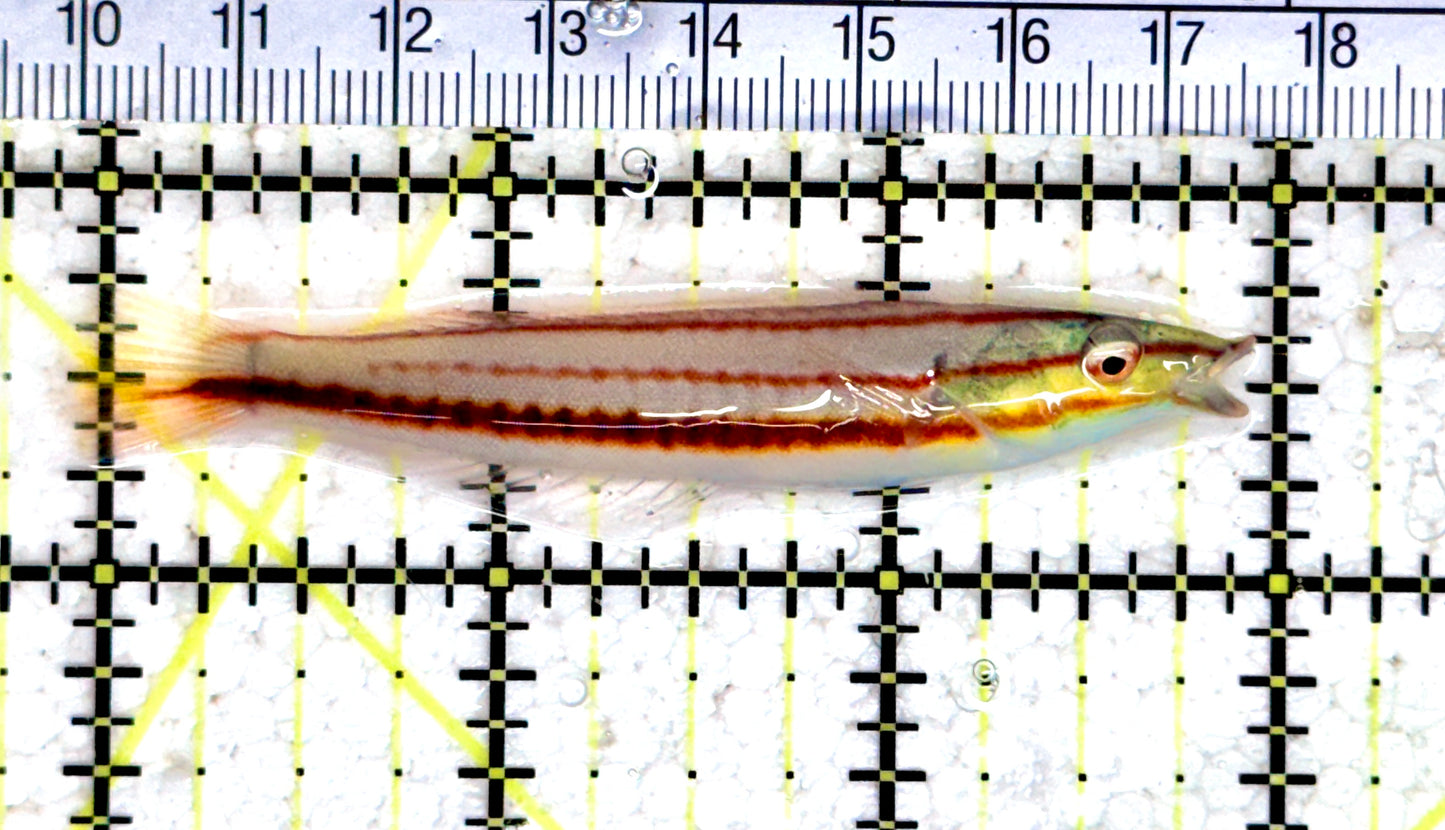 Red Ring Wrasse RRW080301 WYSIWYG Size: L 3" Juv approx