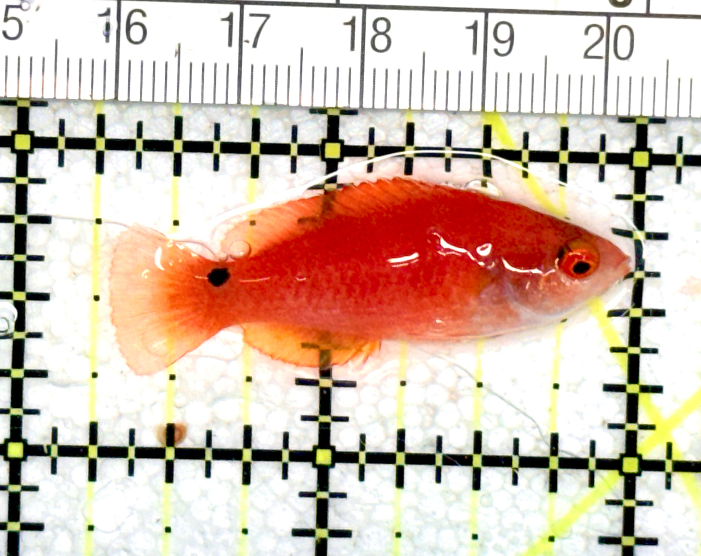 Blueside Fairy Wrasse BFW060702 Size: S 1.75" approx