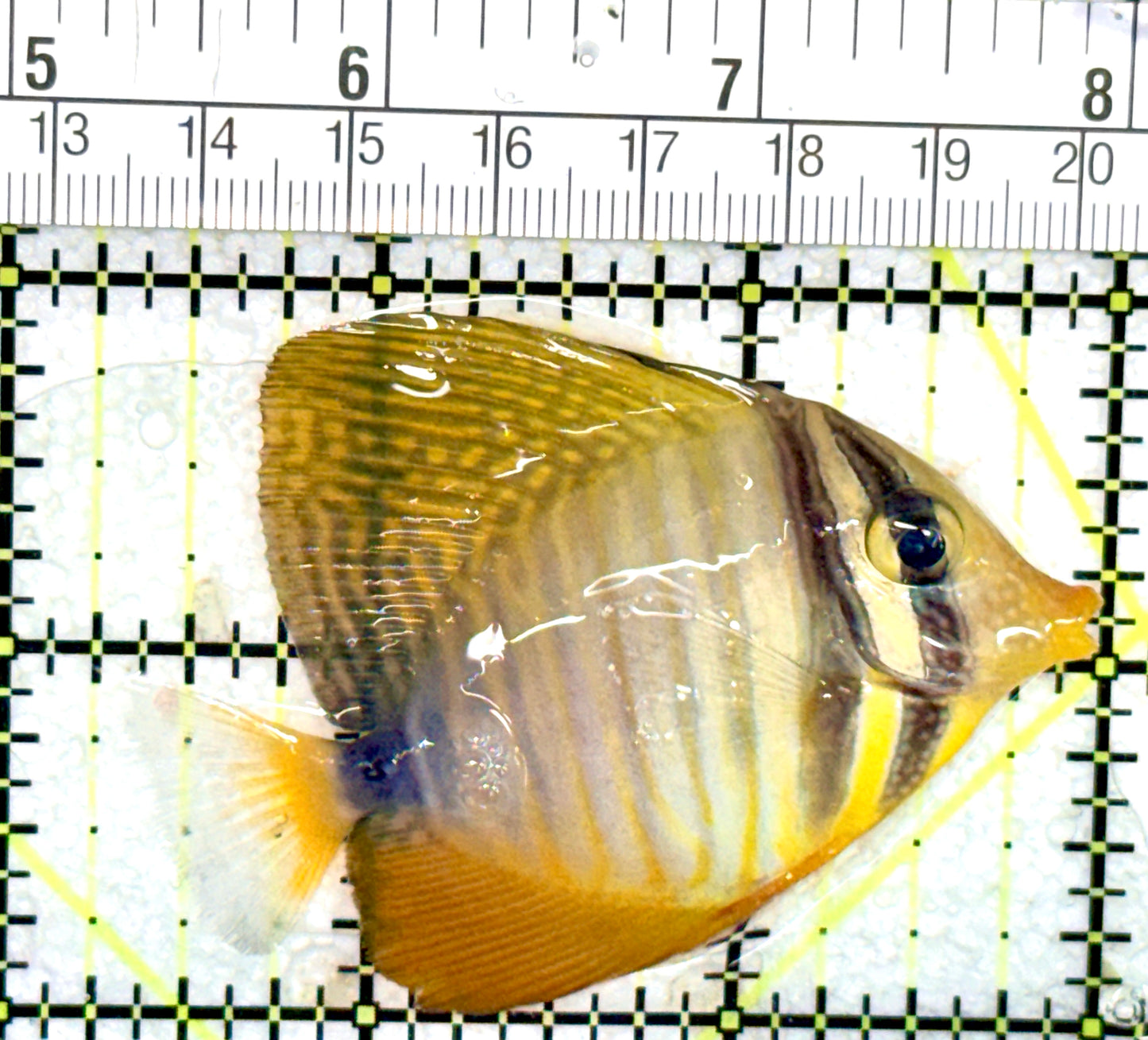 Desjardini Tang (Red Sea Sailfin Tang) DT060702 WYSIWYG Size: M 2.75" approx