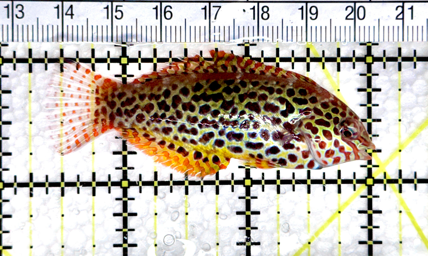 Meleagris Leopard Wrasse MLW080301 WYSIWYG Size: M 2.5"approx