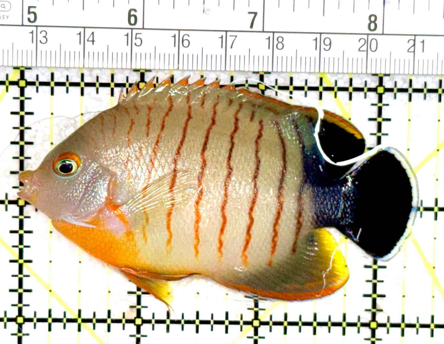 Eibli Angelfish EA060701 WYSIWYG Size: XXL 3.5" approx