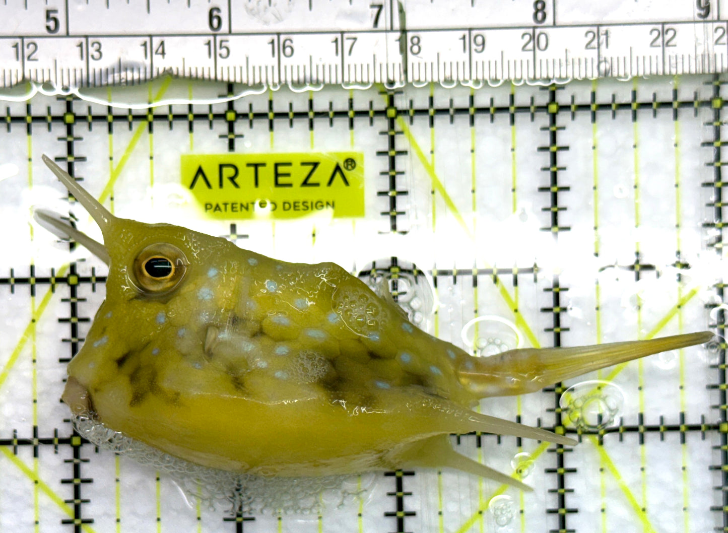 Longhorn Cowfish LC082603 WYSIWYG Size: L 4.25" approx
