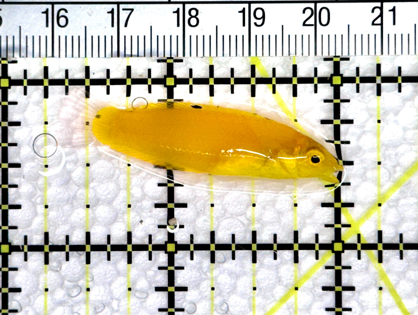 Yellow Coris Wrasse YCW080301 WYSIWYG Size: S 1.75" approx