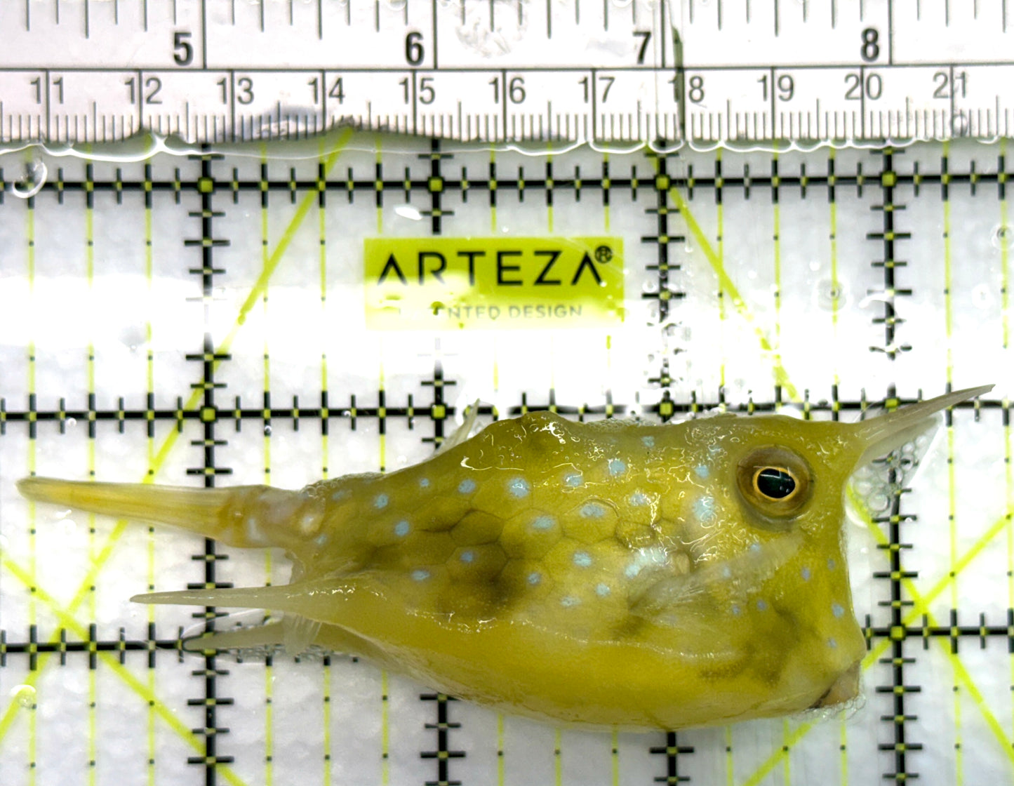 Longhorn Cowfish LC082603 WYSIWYG Size: L 4.25" approx