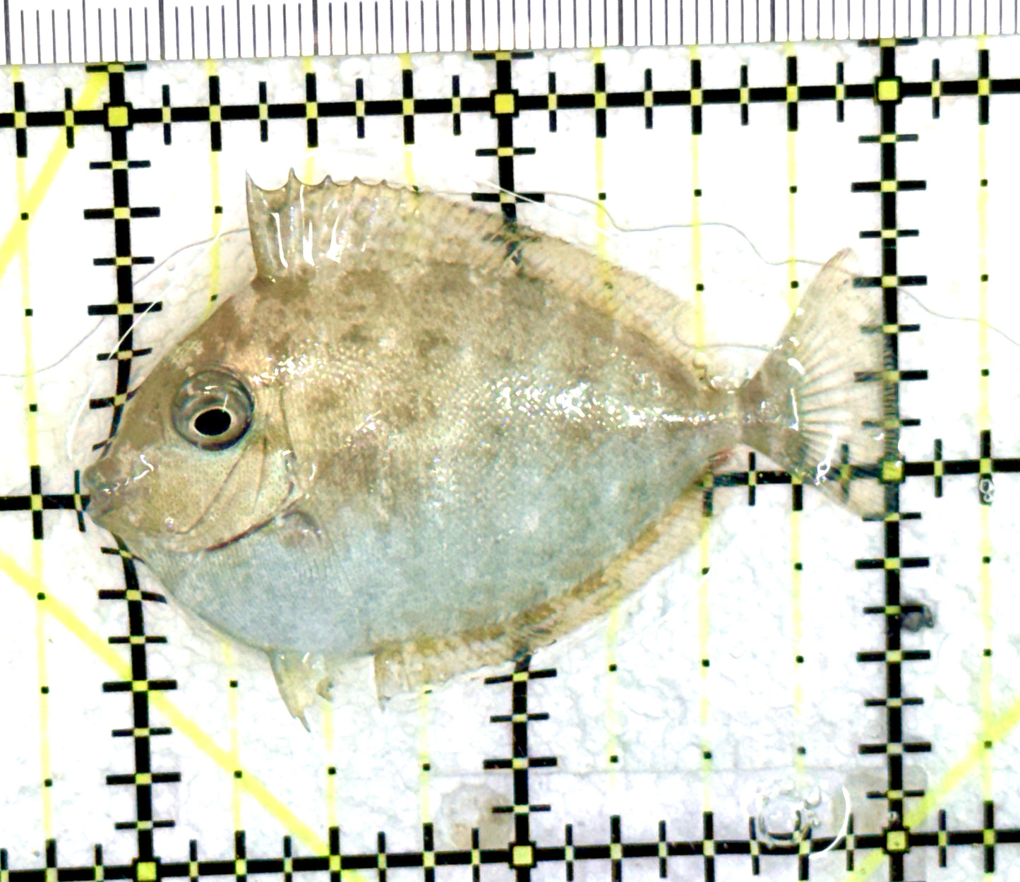 Vlamingi Unicorn Tang VUT060701 WYSIWYG Size: Tiny 2" Approx
