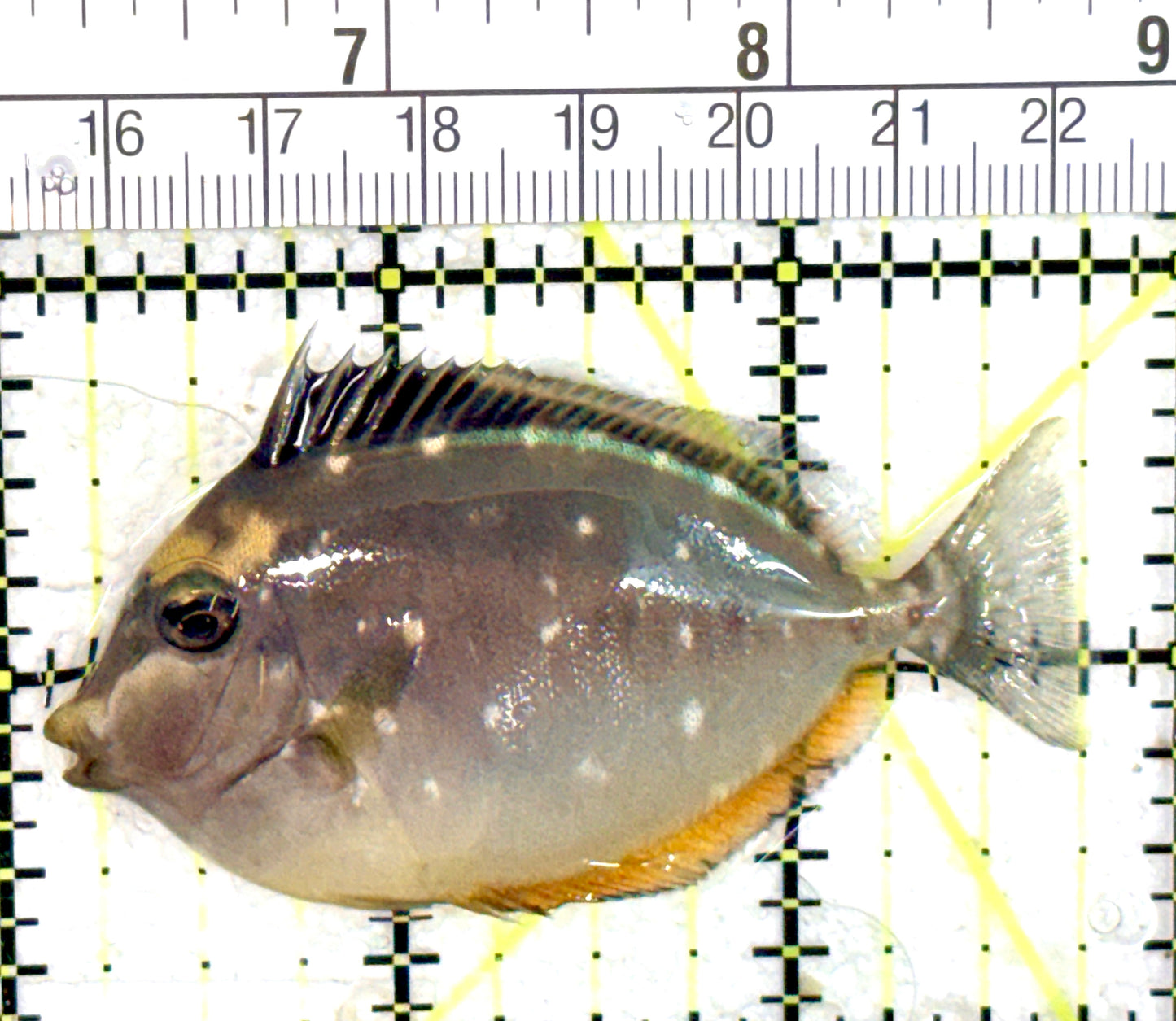 Naso Tang NT060703 WYSIWYG Size: S 2.75" approx
