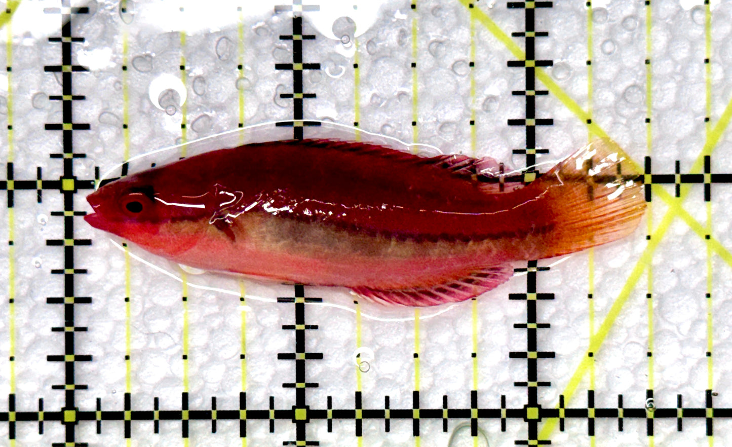 Dotted Fairy Wrasse DFW080301 WYSIWYG Size: L 2.5" approx