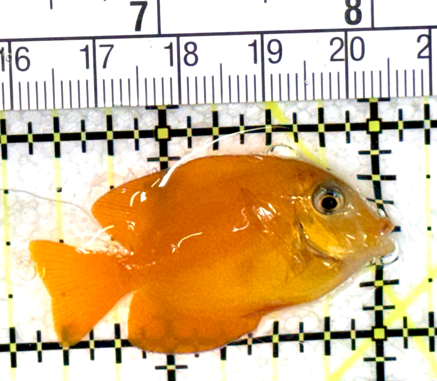 Yellow Mimic Tang YMT060701 WYSIWYG ( Chocolate Tang When it is Adult) Tiny: 1.5" Approx
