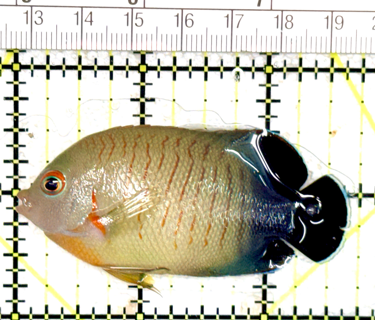 Eibli Angelfish EA060702 WYSIWYG Size: L 2.75" approx