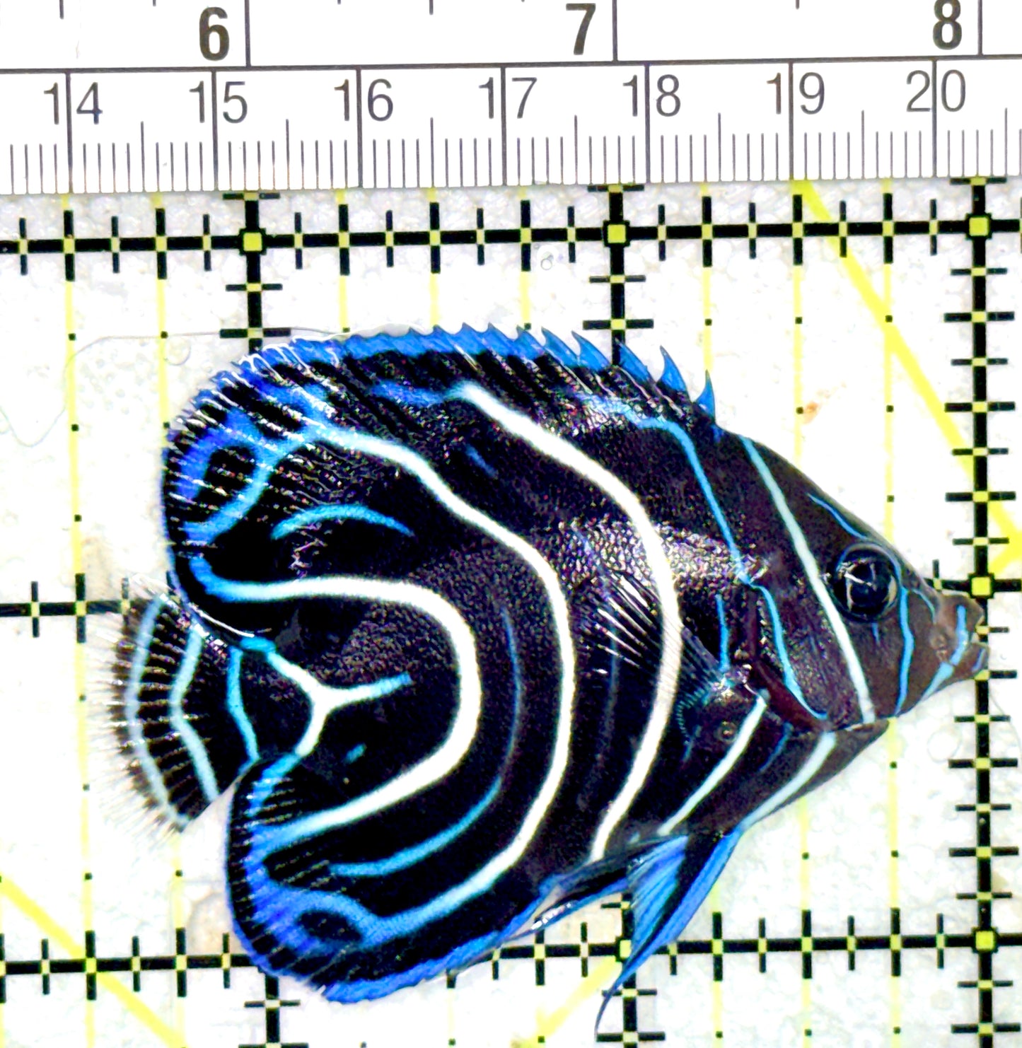 Koran Angelfish Juvenile KAJ060702 WYSIWYG Size: M 2.5" approx
