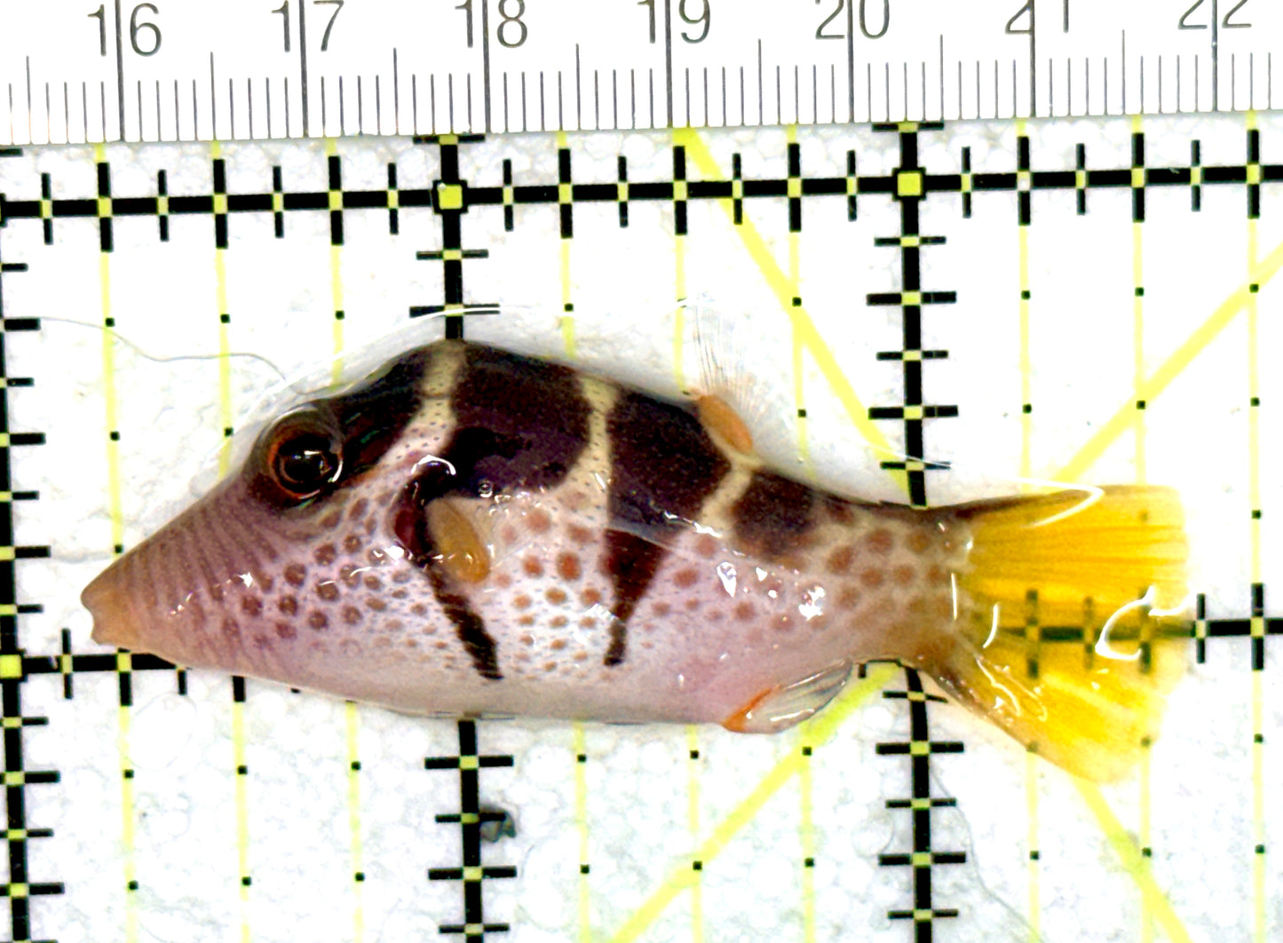 Valentini Toby Pufferfish VTP060701 WYSIWYG Size: L 2.5" approx