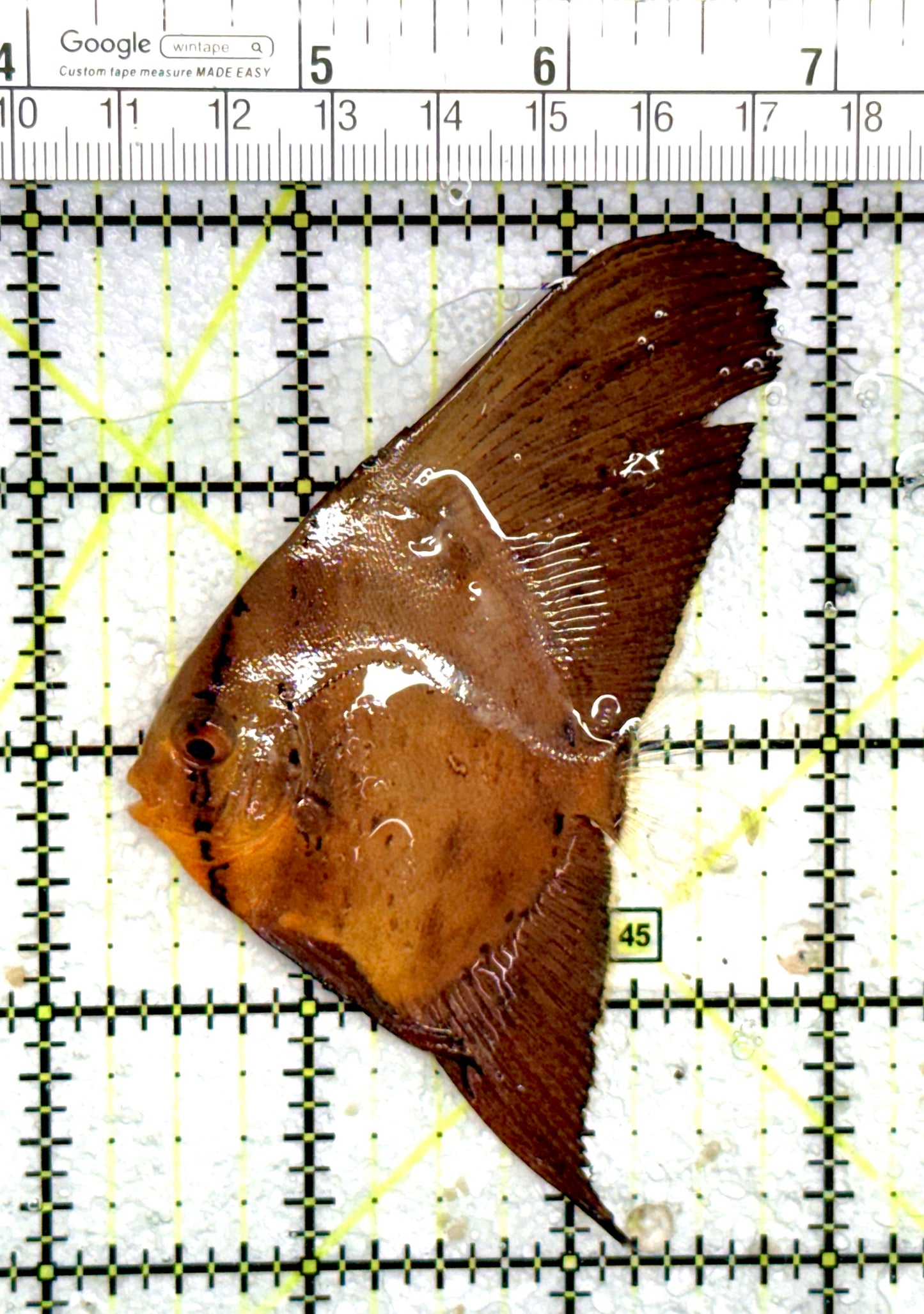 Orbic Batfish OB060701 WYSIWYG Size: S 2.5" approx