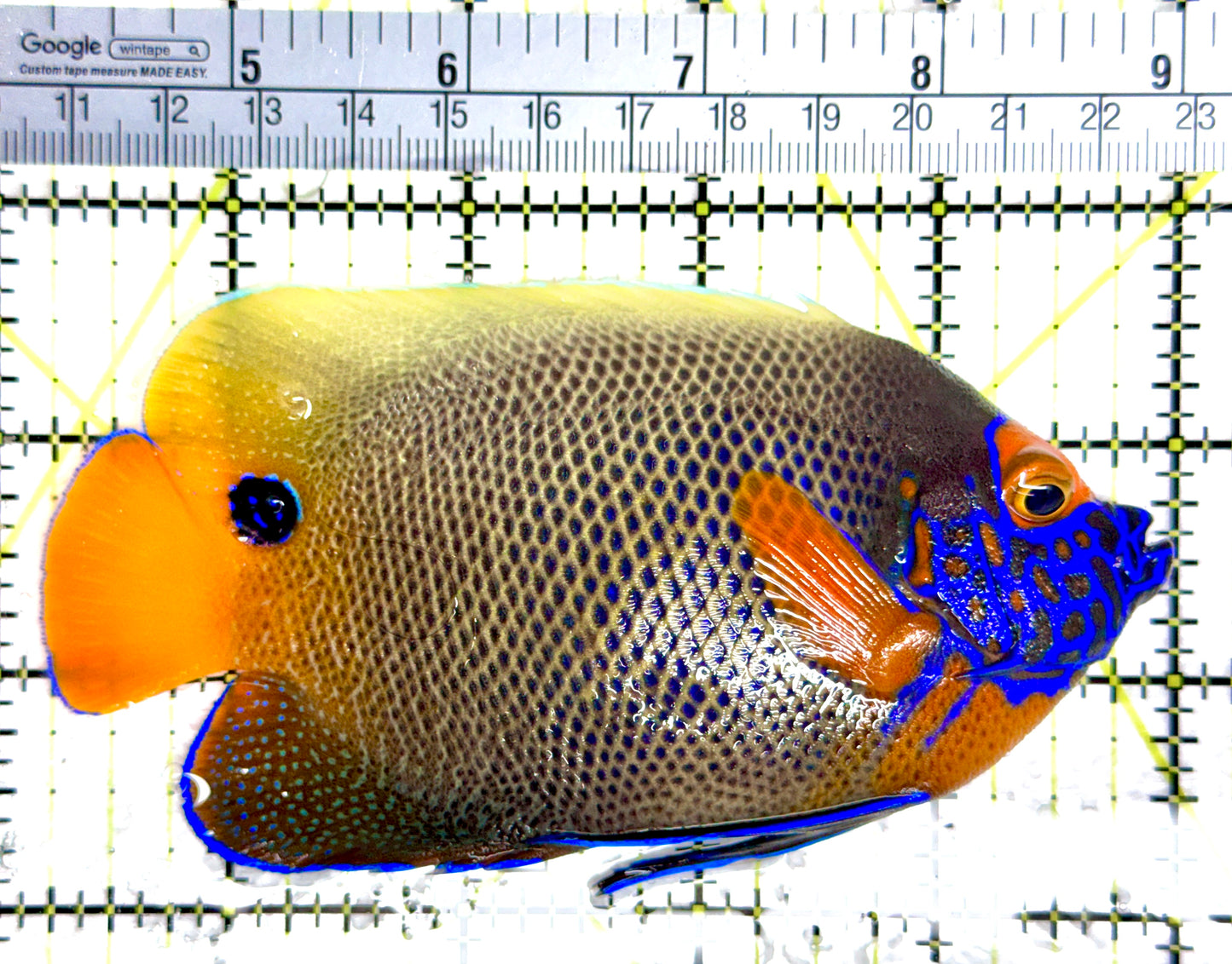 Blueface Angelfish Adult (Sumatra Vibrant Colors) BAA080301 WYSIWYG Size: L 4.75"